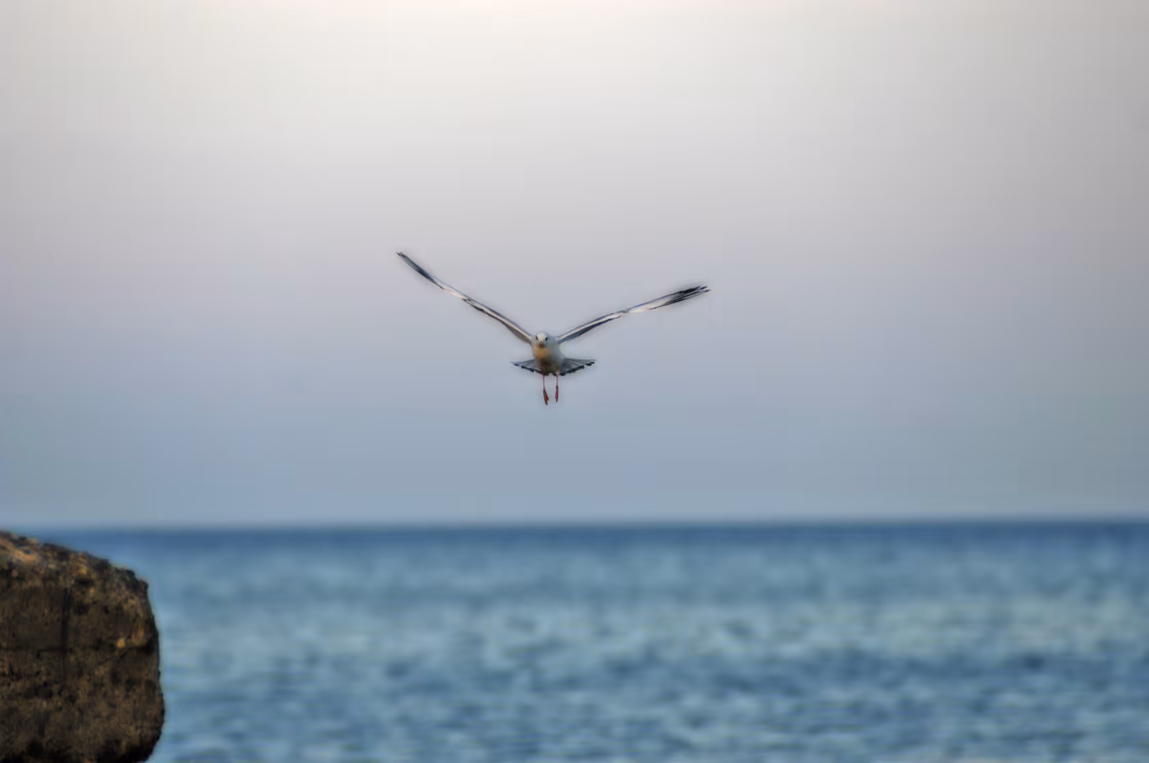 compendium: Wings of the Levant, flight between sky and sea