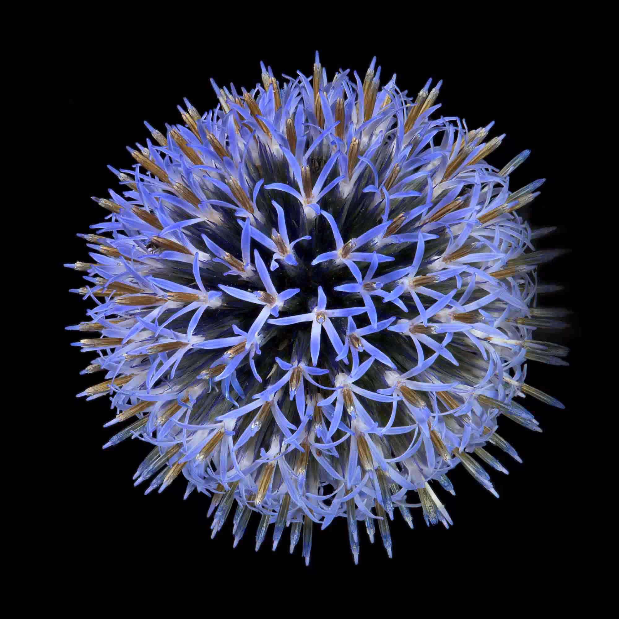 Globe Thistle