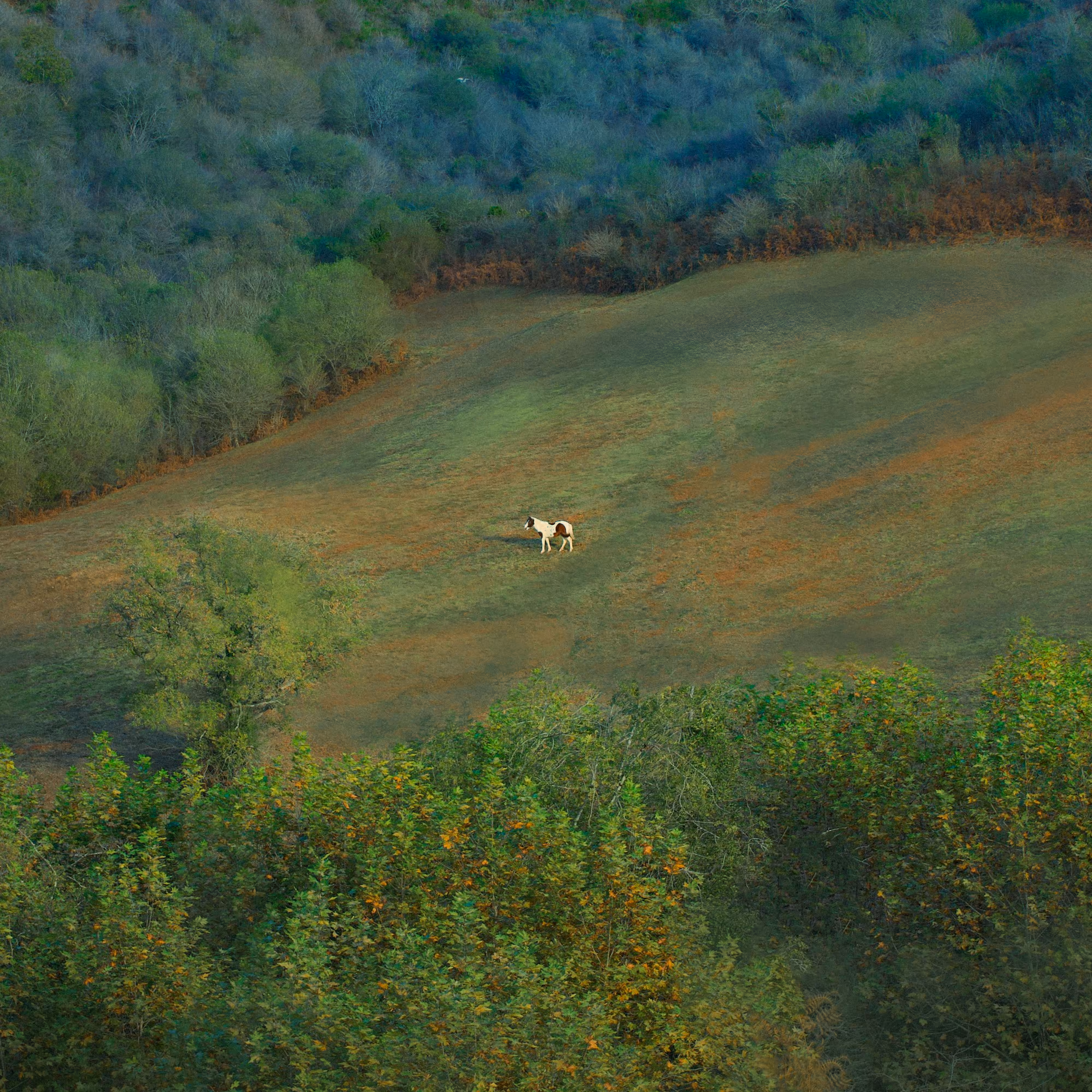 The lone wanderer