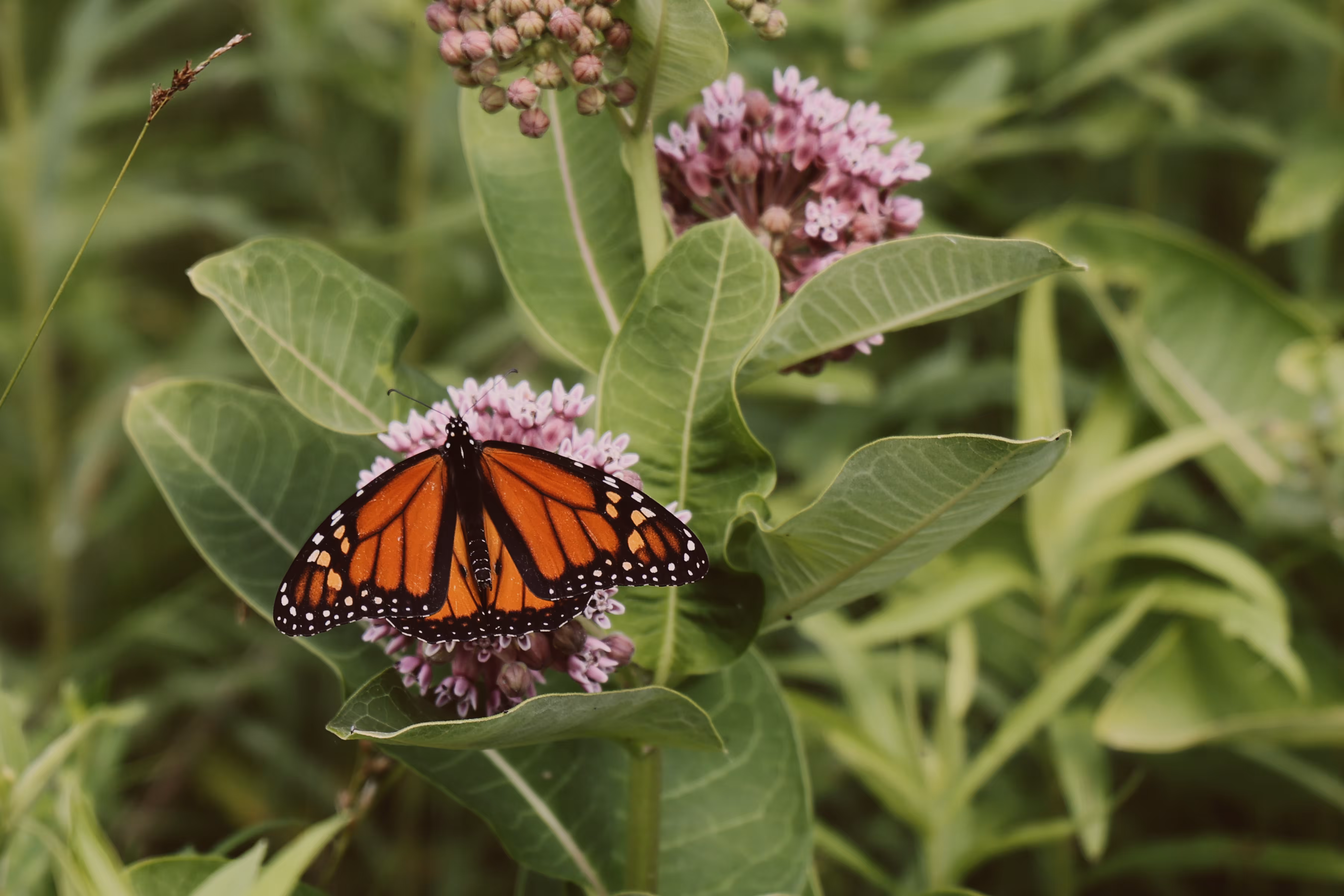 _flutter