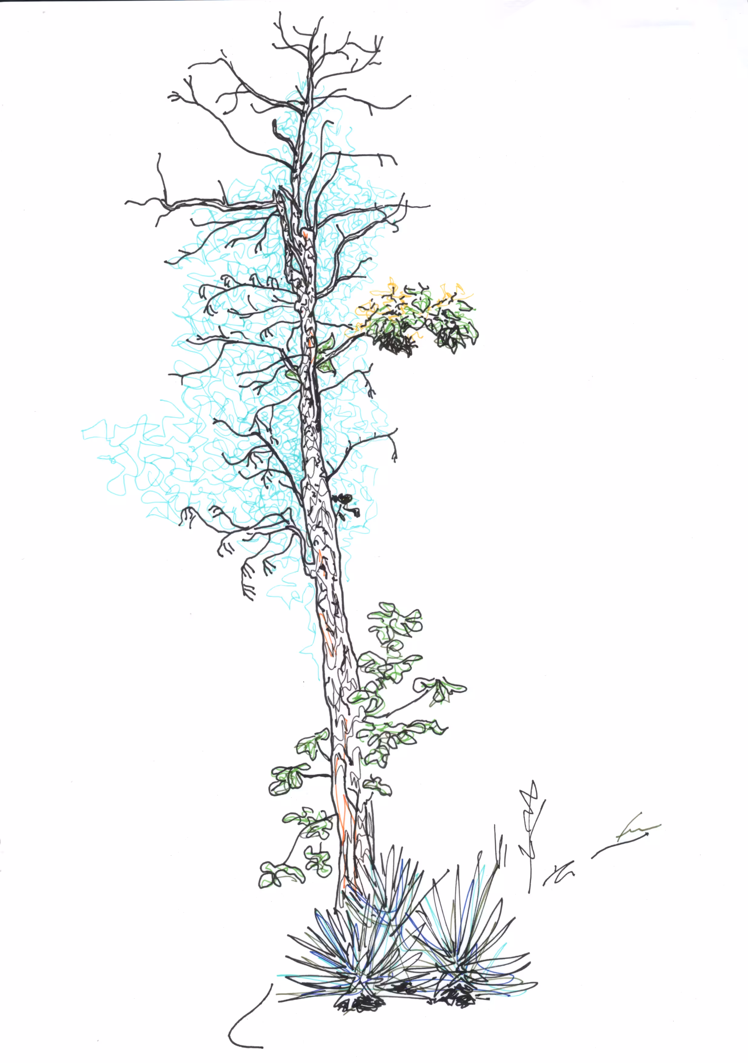 Rodeo posts: treegerman