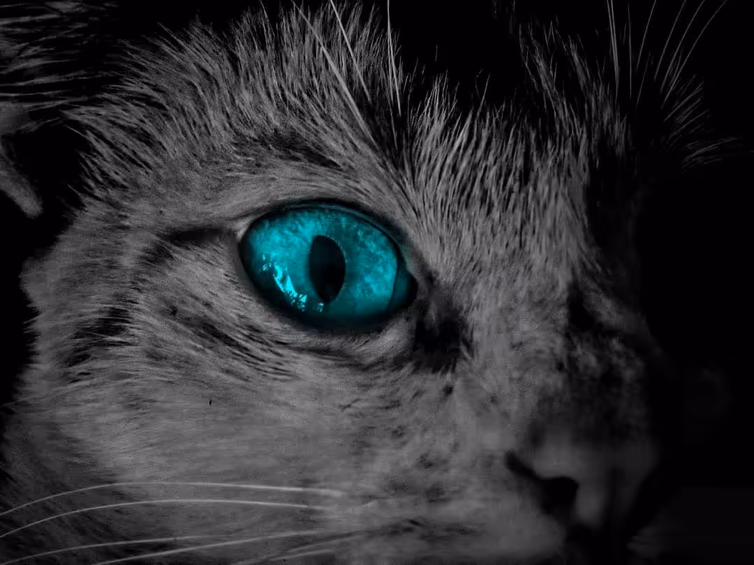 The Look