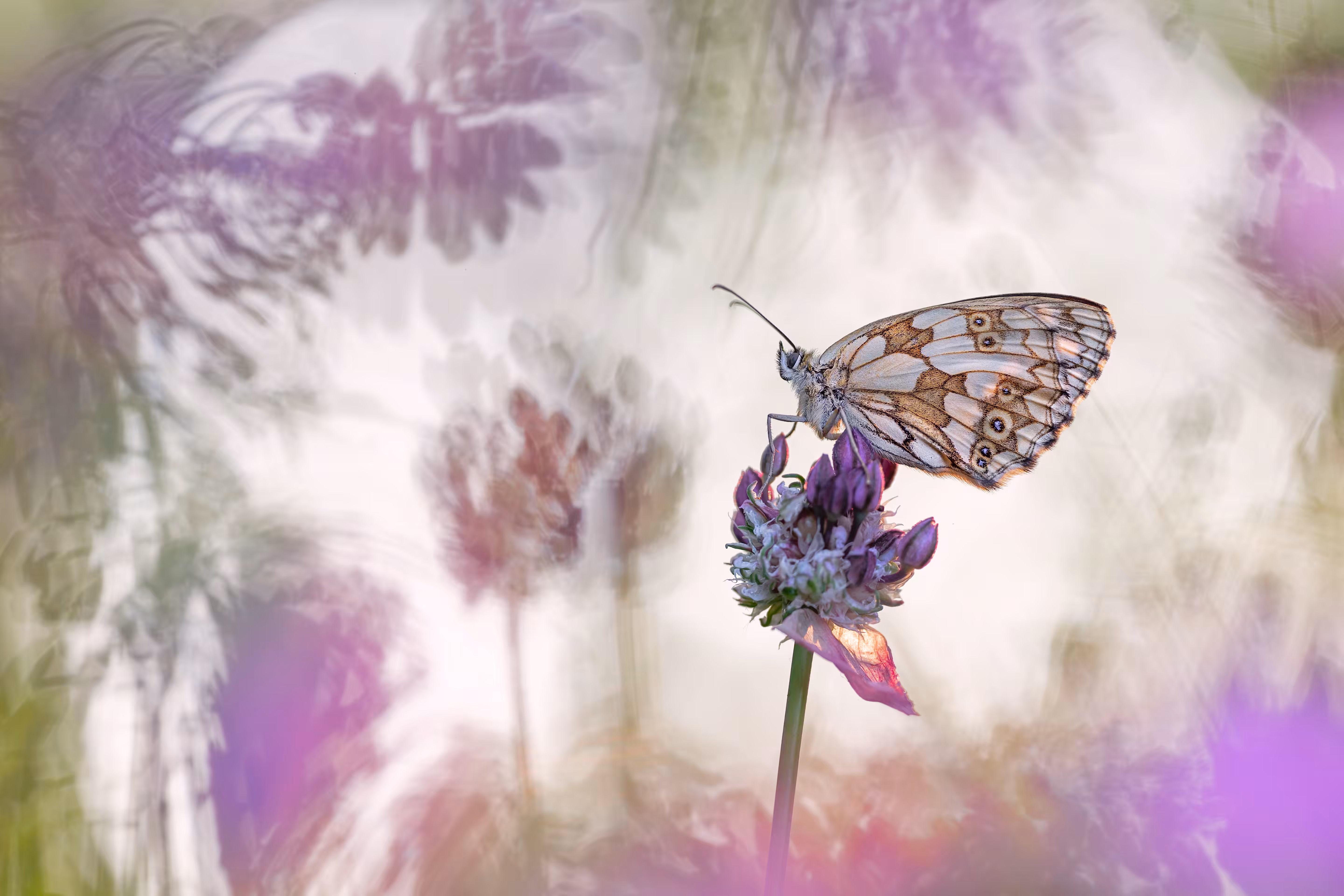 Lilac Times