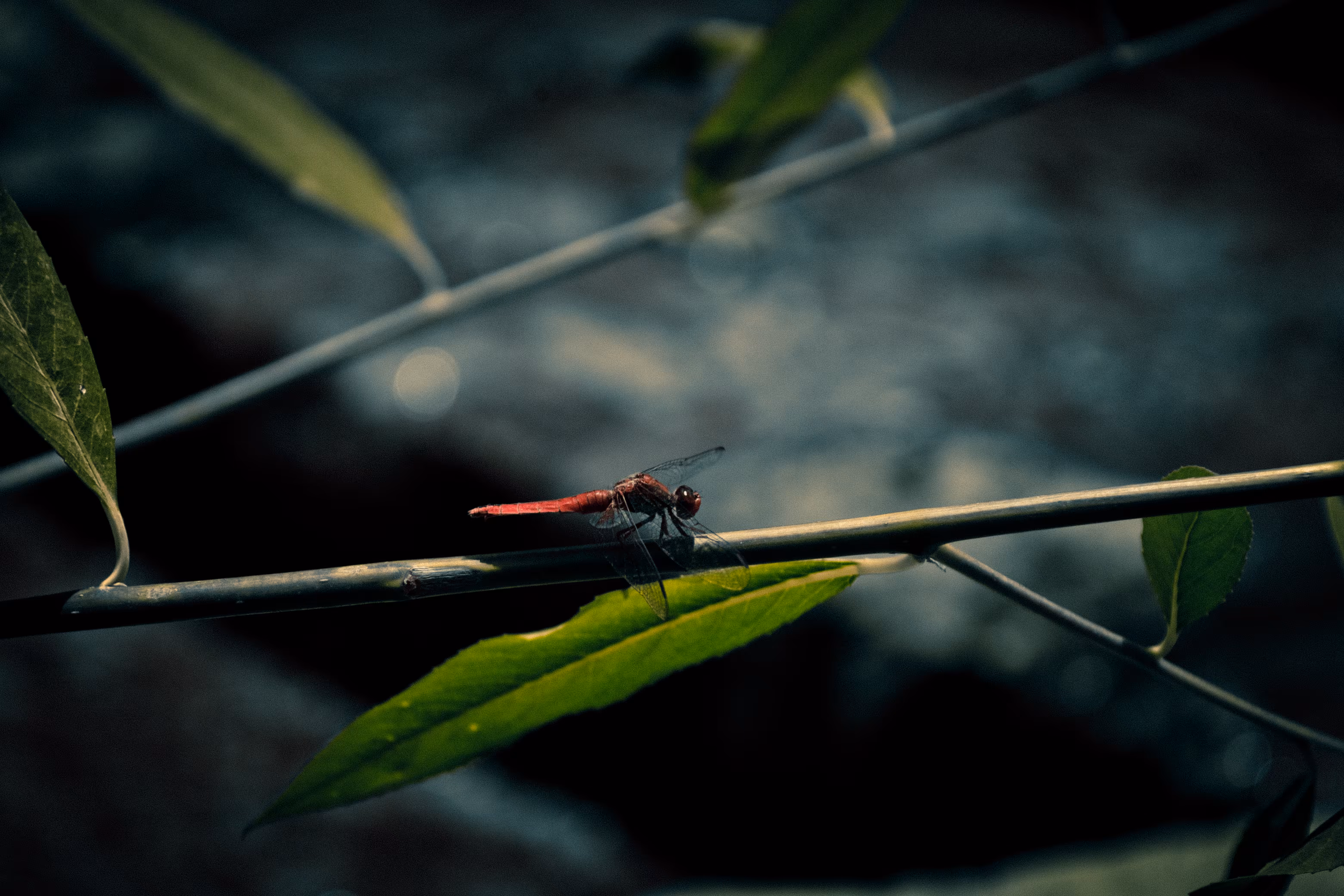 Silence has wings 