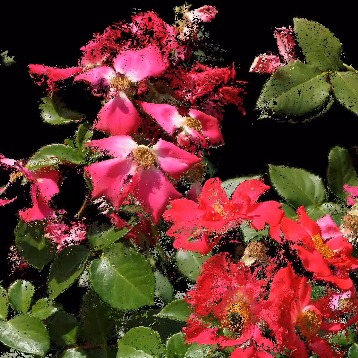 China Rose [NFT version]