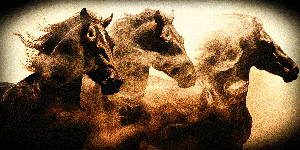 quarter horses