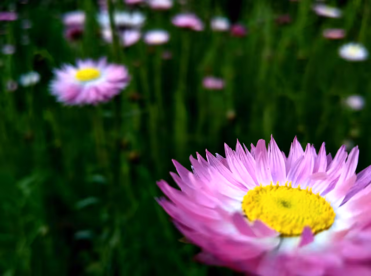 Charming Pink #8