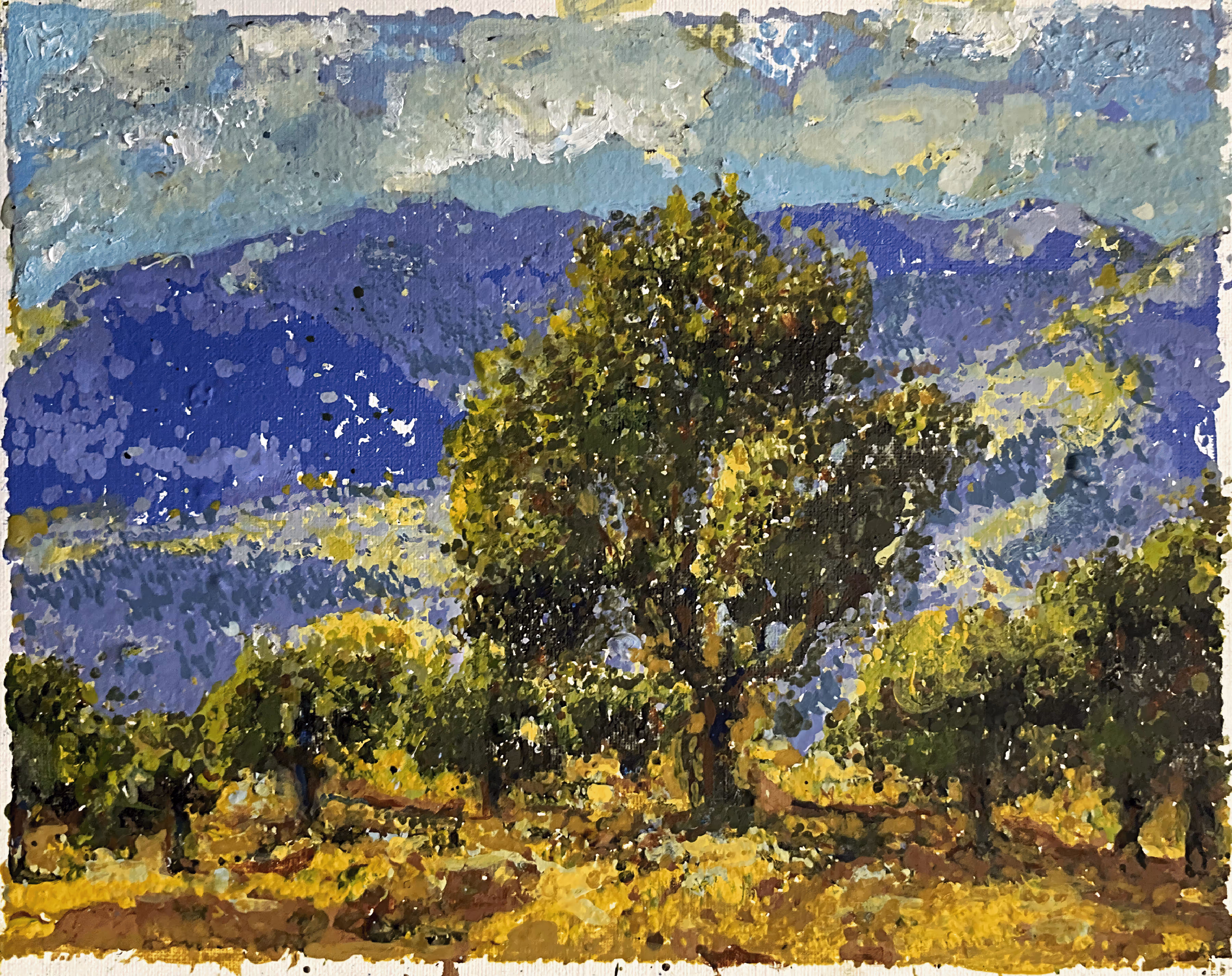 Árboles de olivo en el paisaje griego I