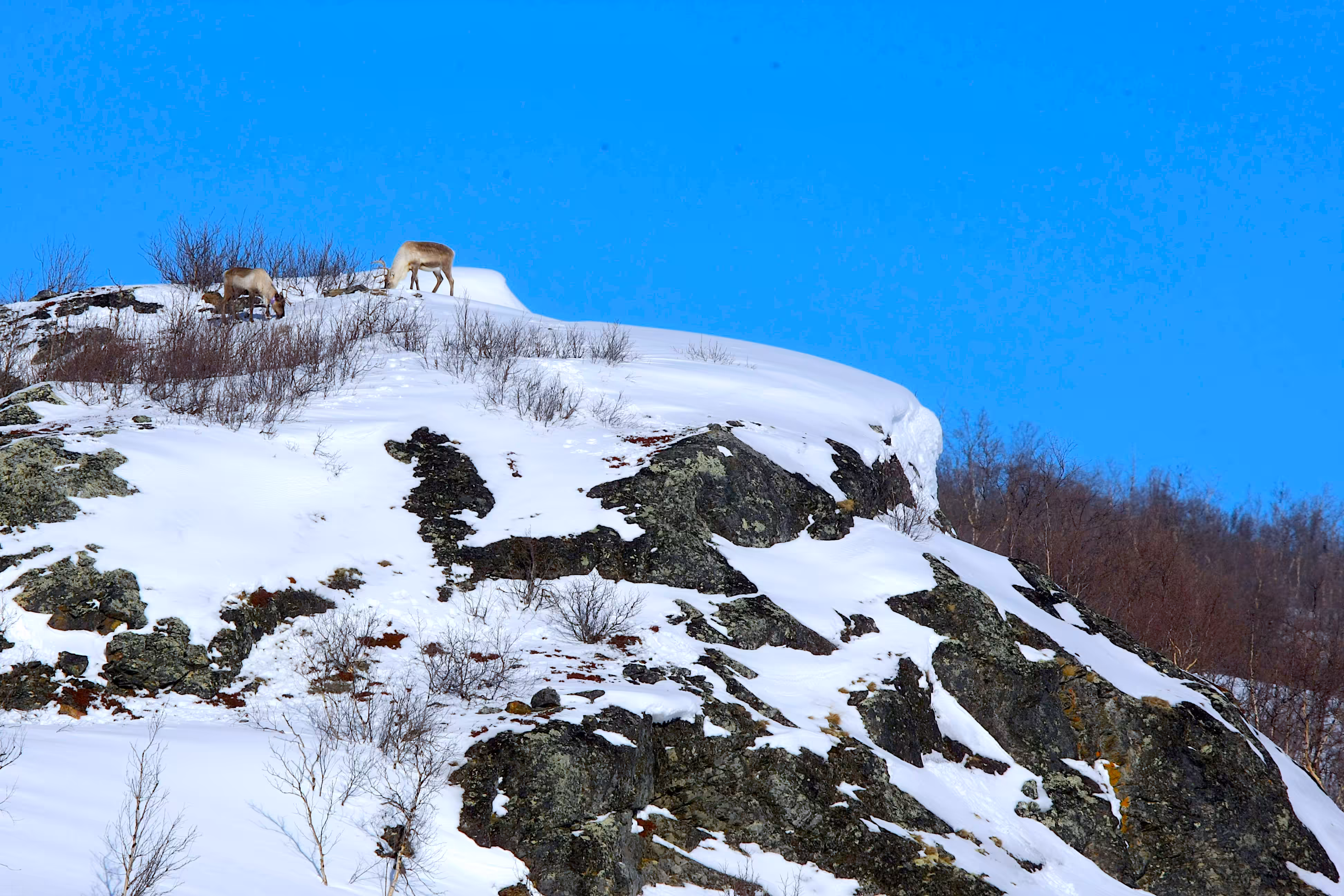 Reindeer Hill