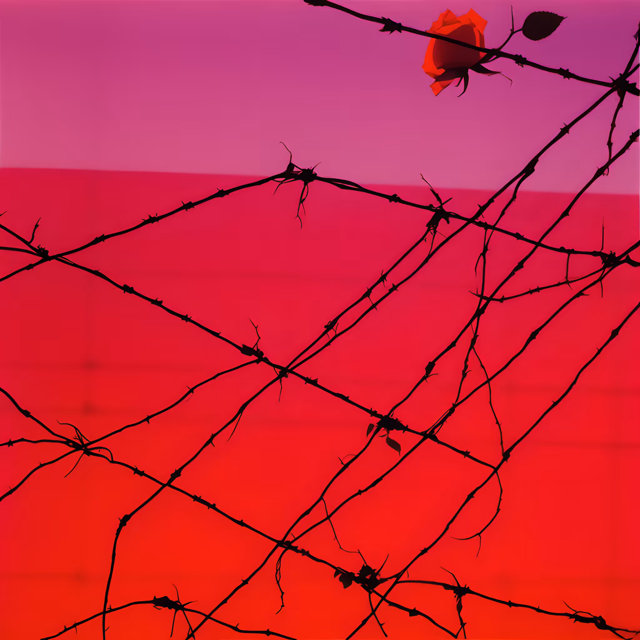 Between the hurricane and the wind #59