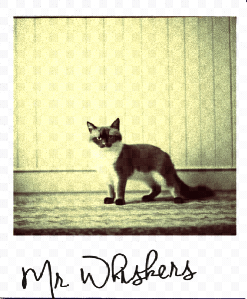 Pets on Polaroids