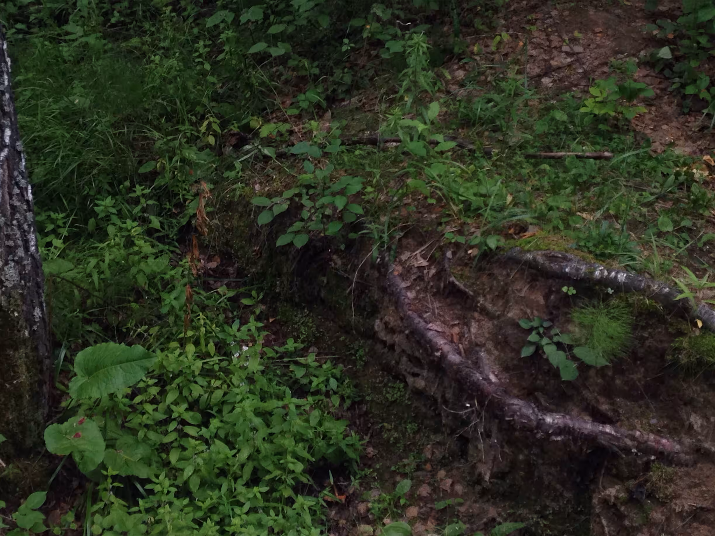 forest vision 02