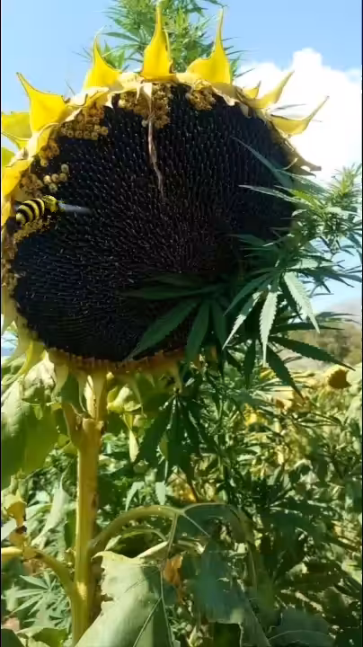 Seeds of Sunshine