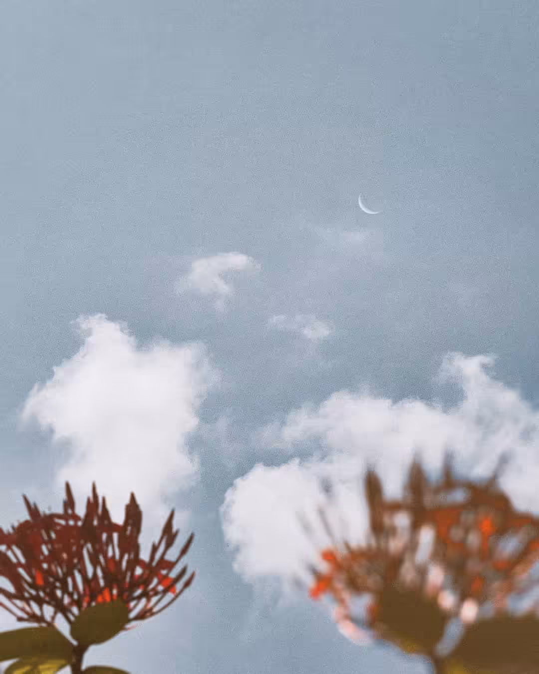 bloom #05