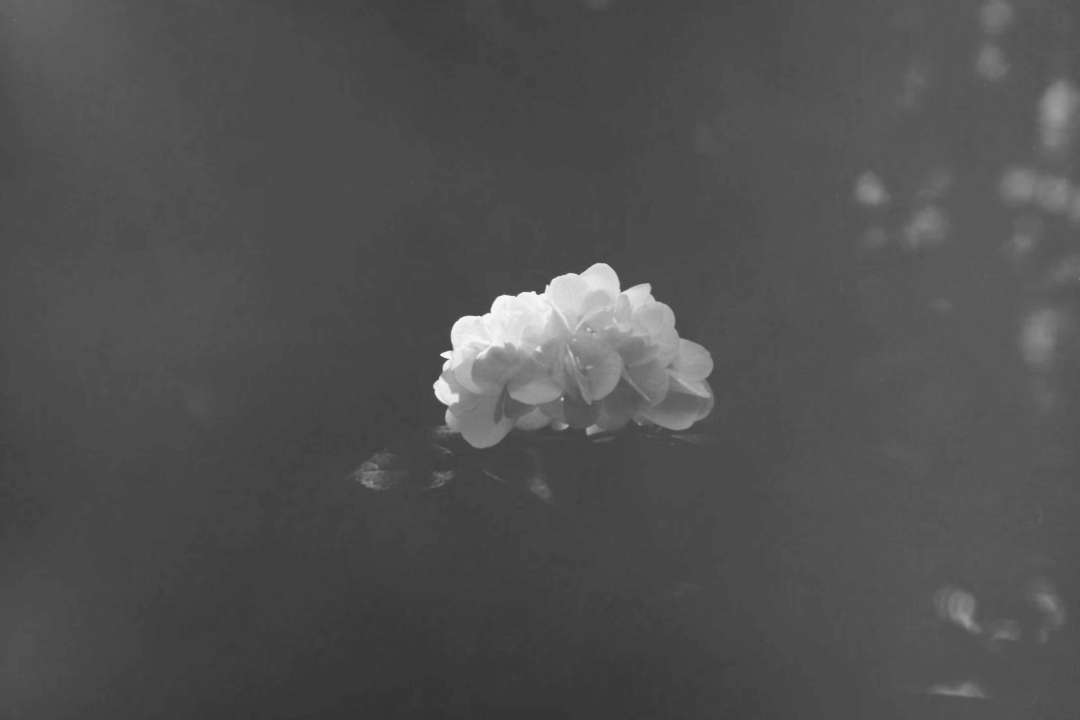 Heaven Series: The World of Film - Beautiful World