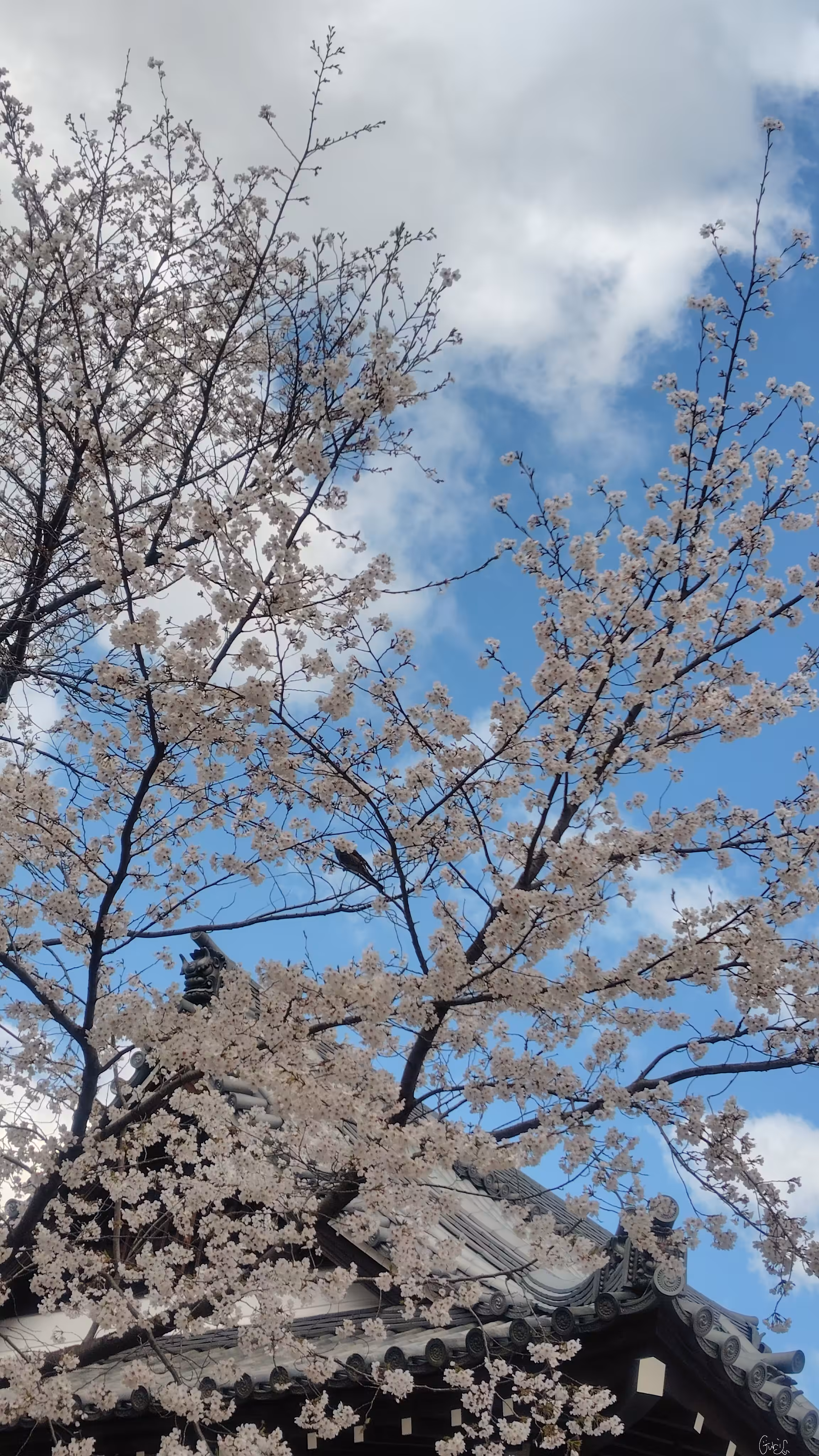 令和7年の桜を友へ