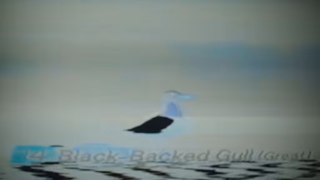 Black-Backed Gull (Great)