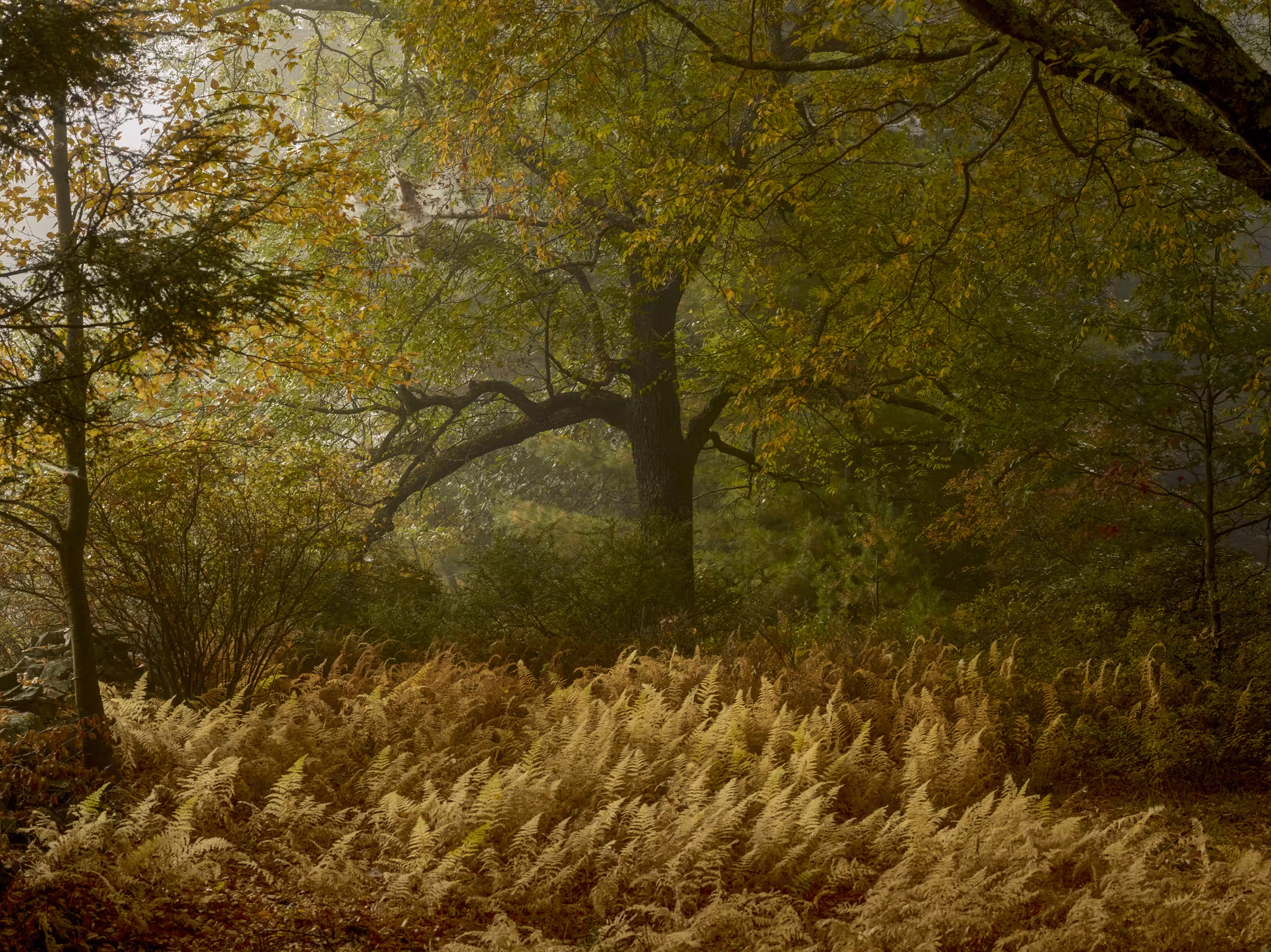 Lumberland / 20201004