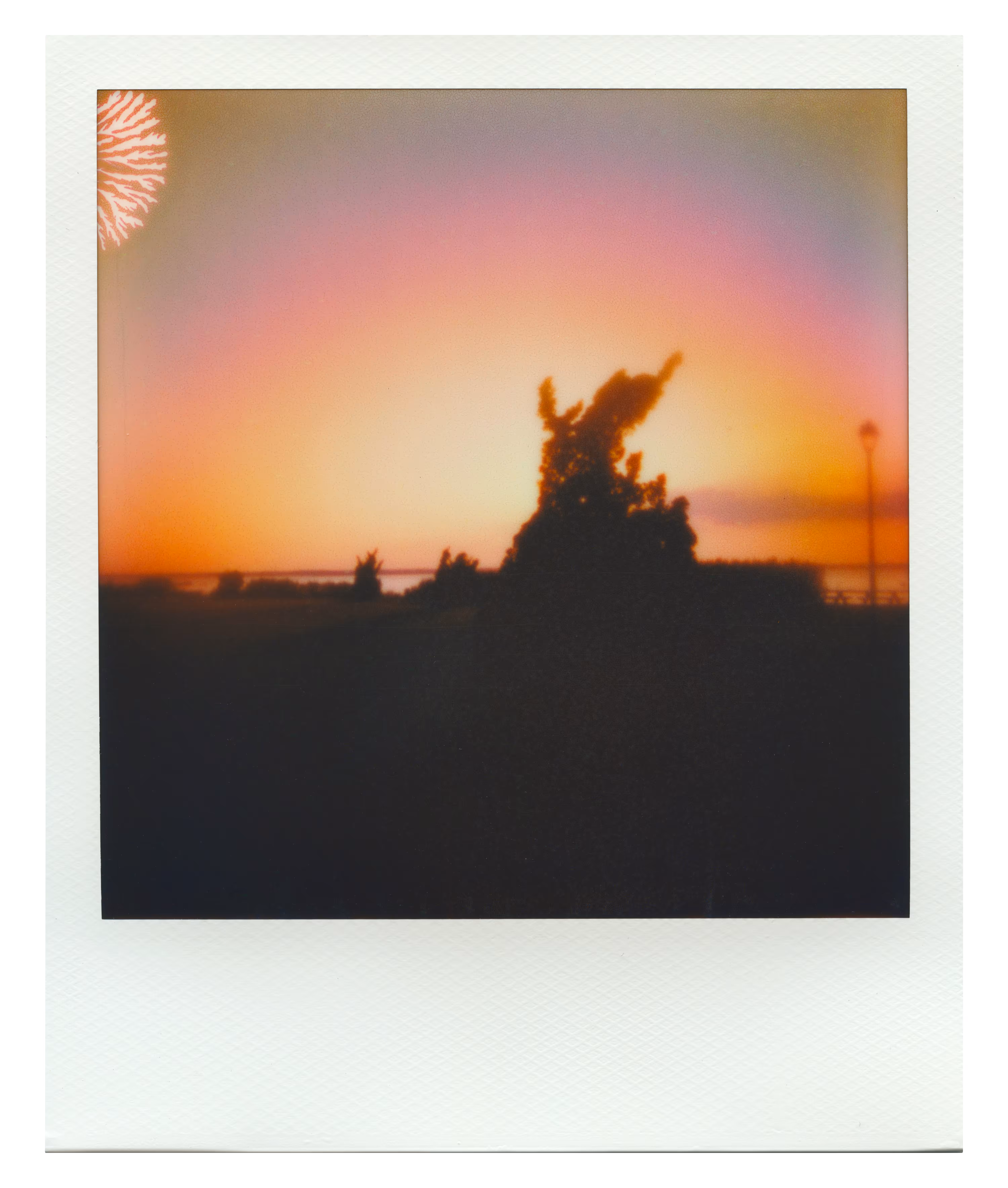 Endless Summer  |  9  | Manifestation