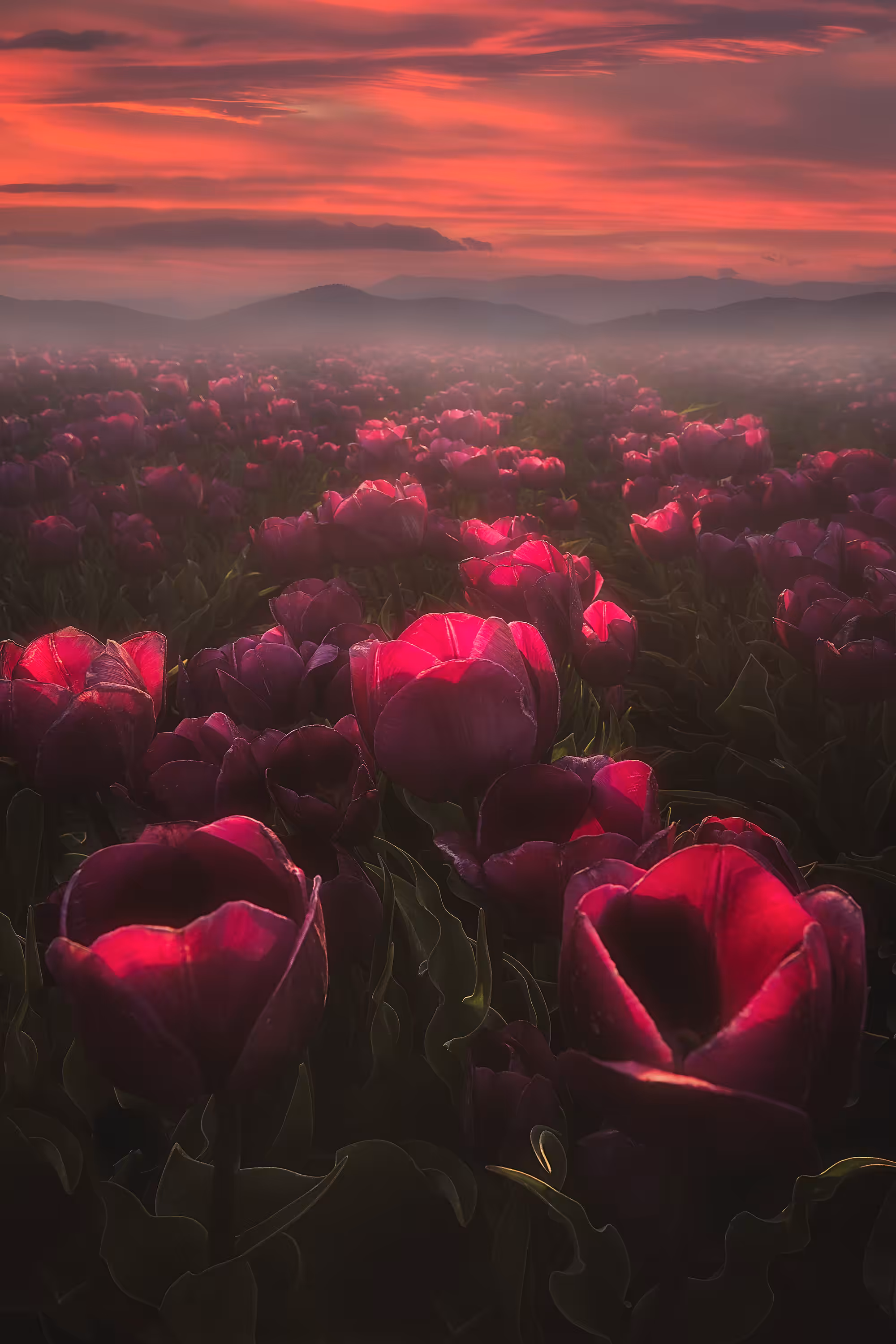 Non Fungible Tulip 🌷
