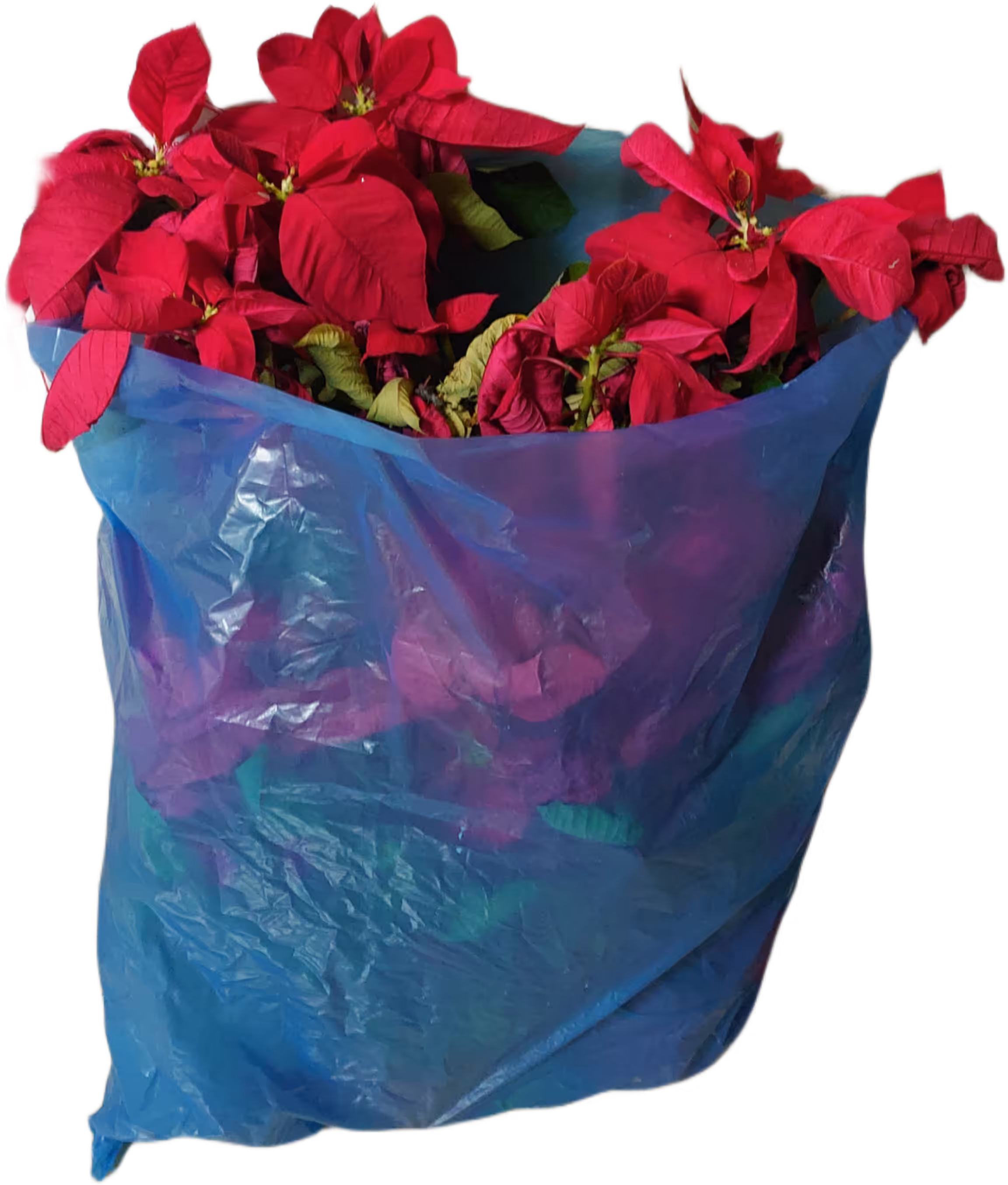 transparent blue plastic garbage bag filled with discarded red flowers in Taipei Taiwan, raw materials, aesthetics of abandonment, in the style of art masterpiece made of trash