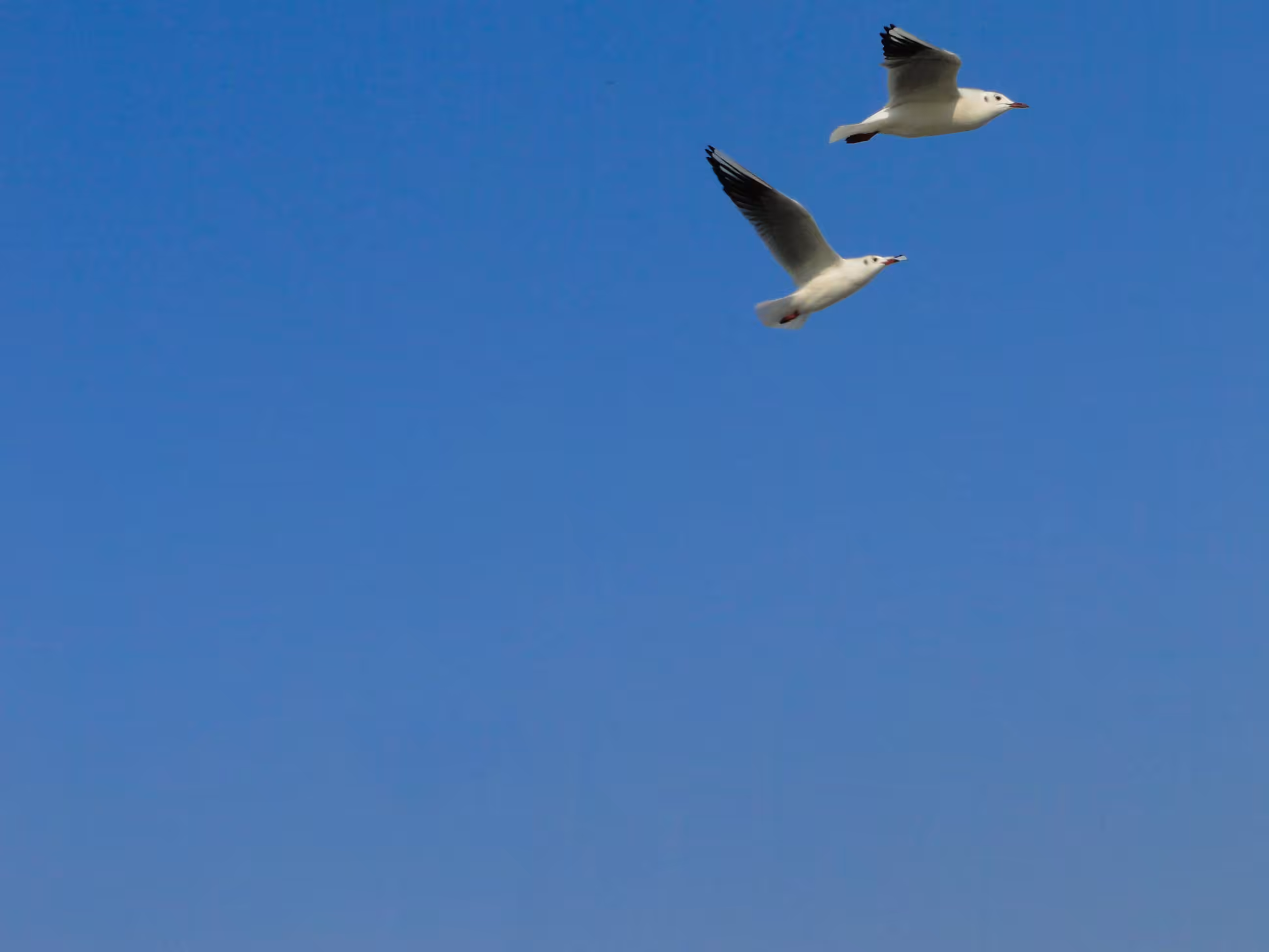 freedom