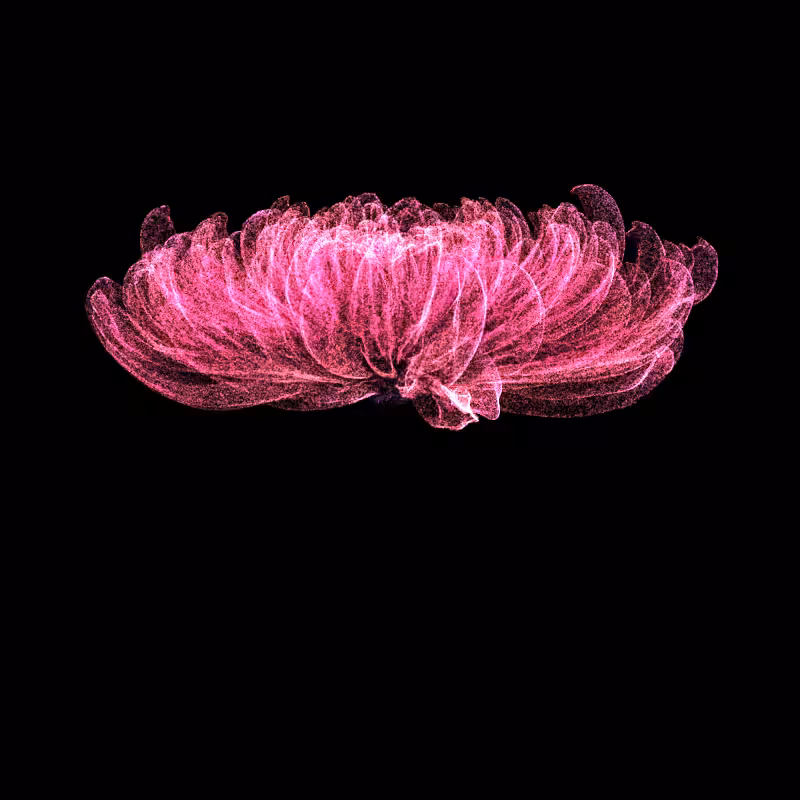 Chrysanthemum Morifolium 30 #24
