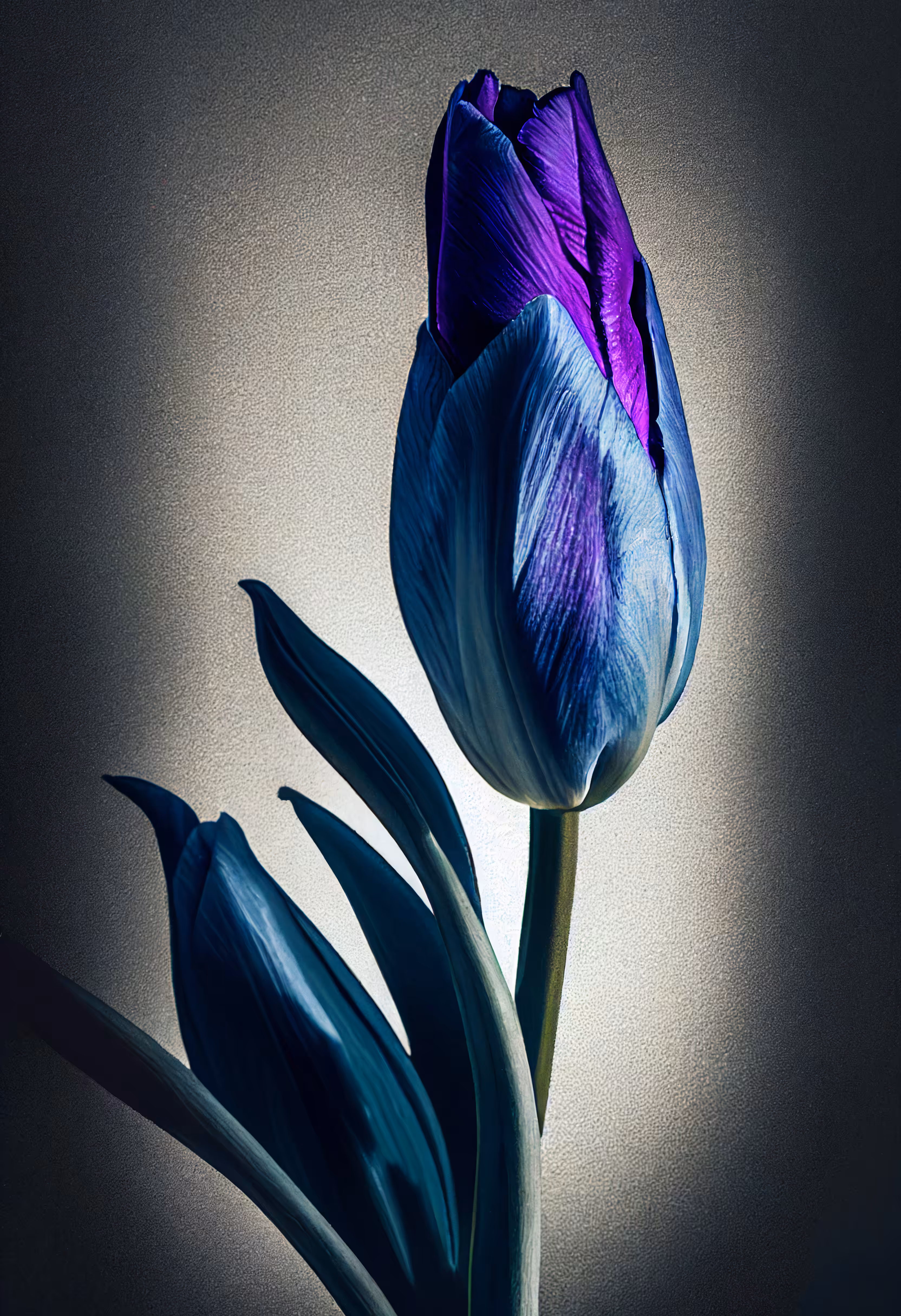 A Flower, Just For You. #229
