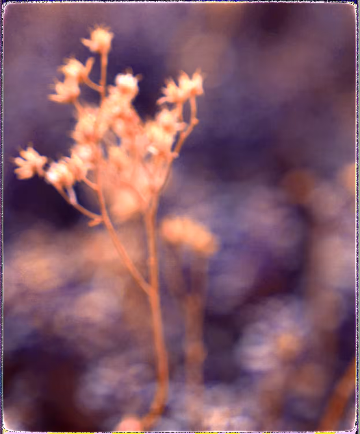 Space Blossom 1/3