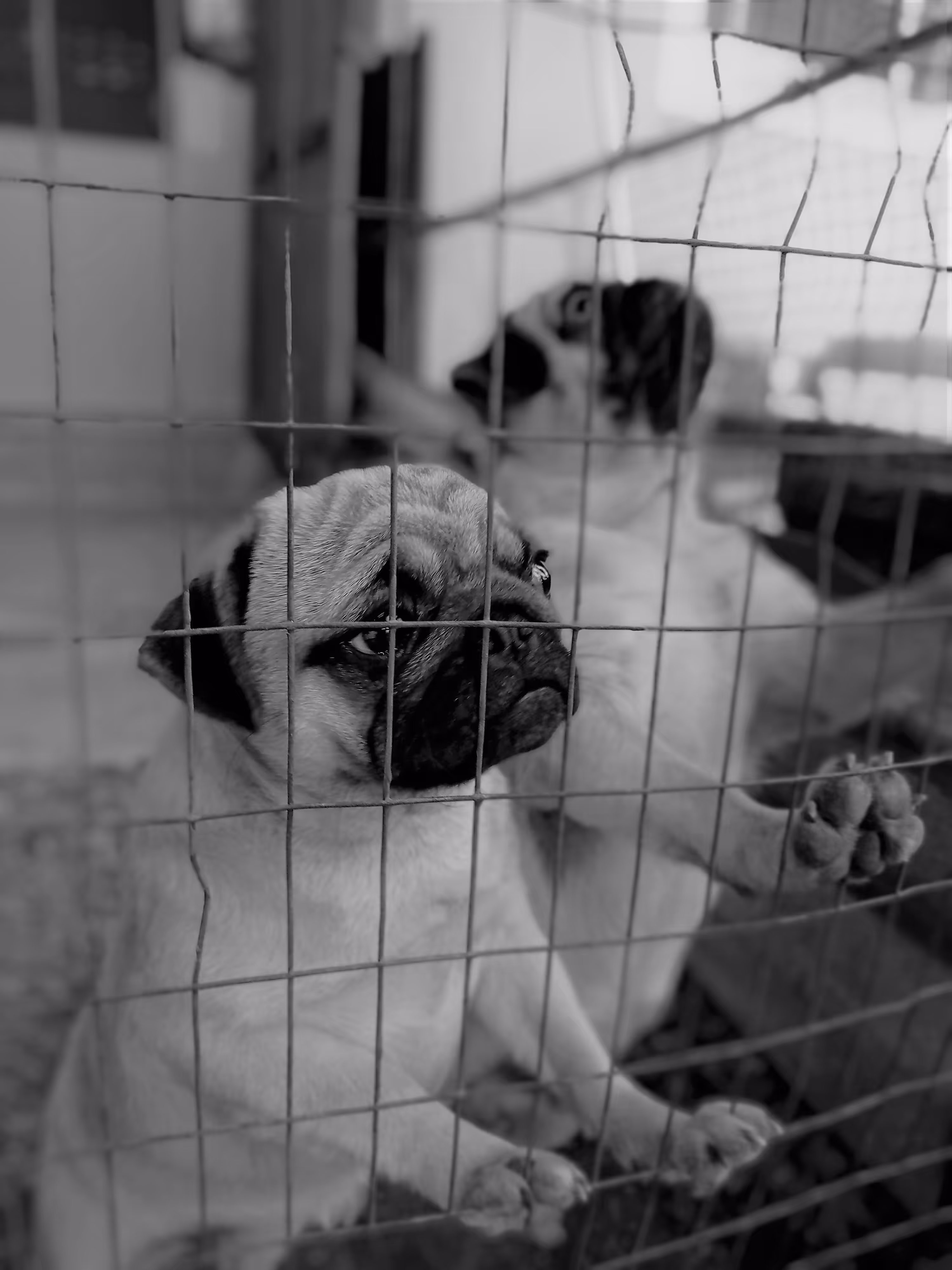 Pug's Hope