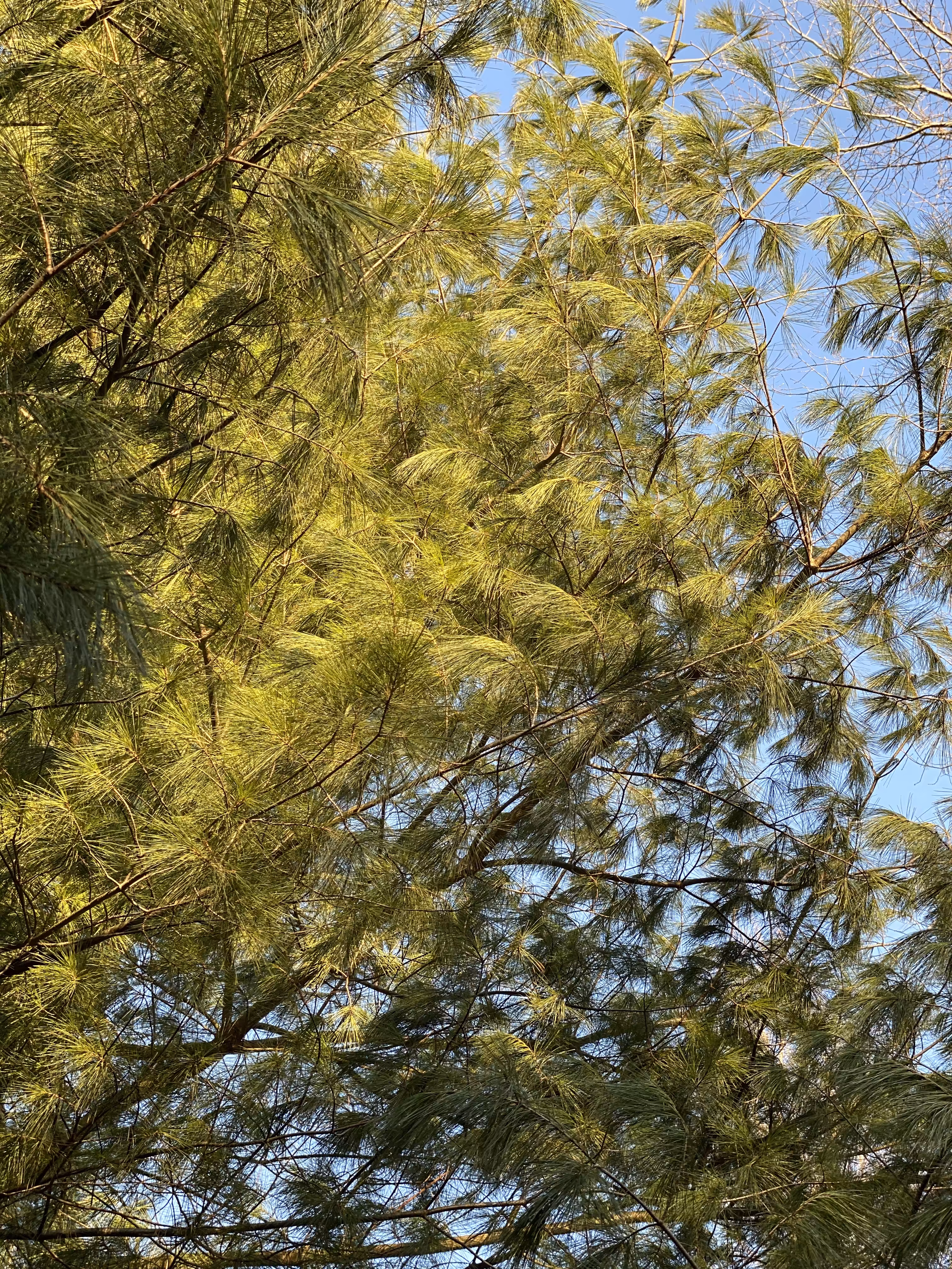 Pine Tree, 2021