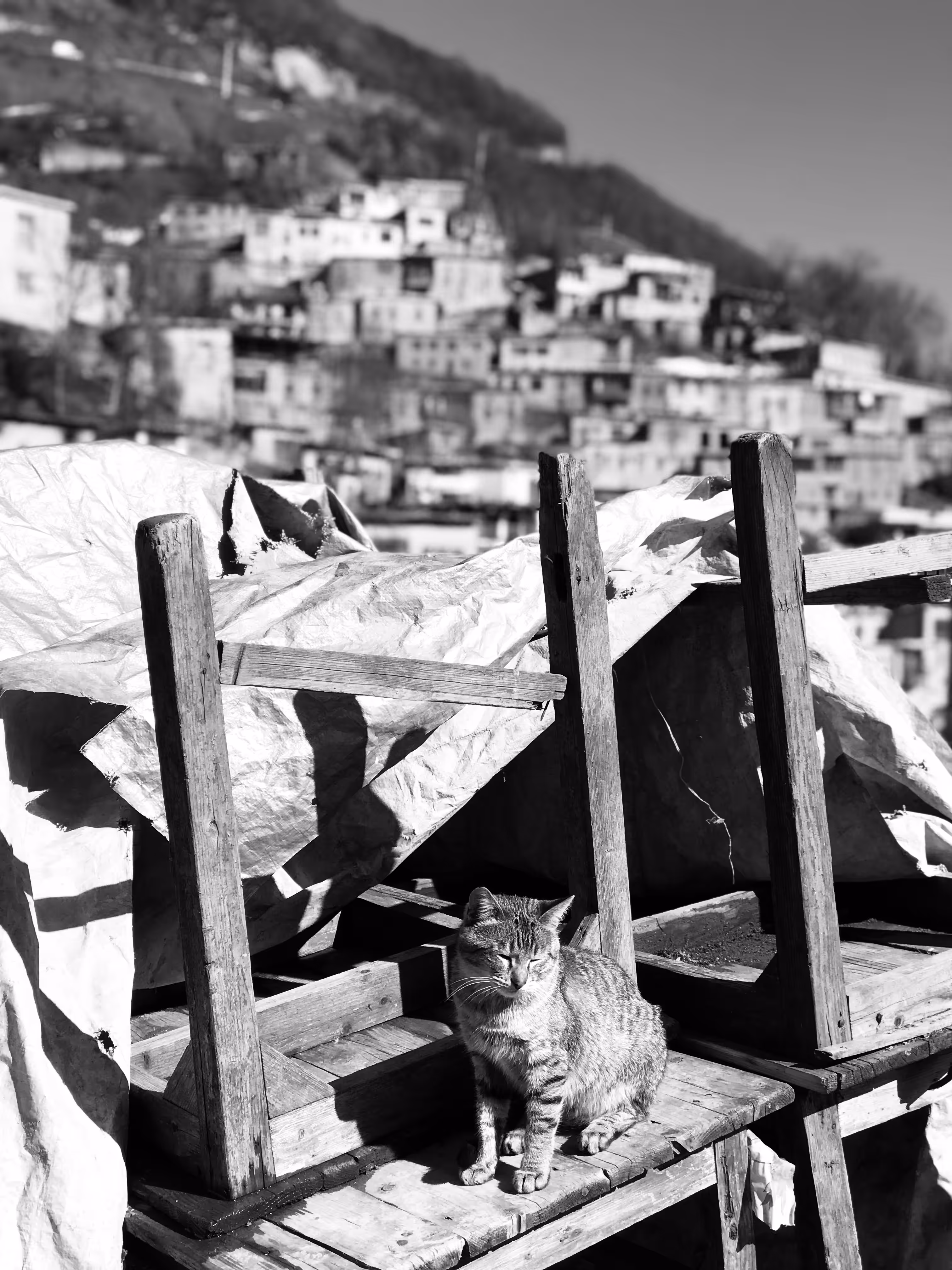 Cat sunbathing