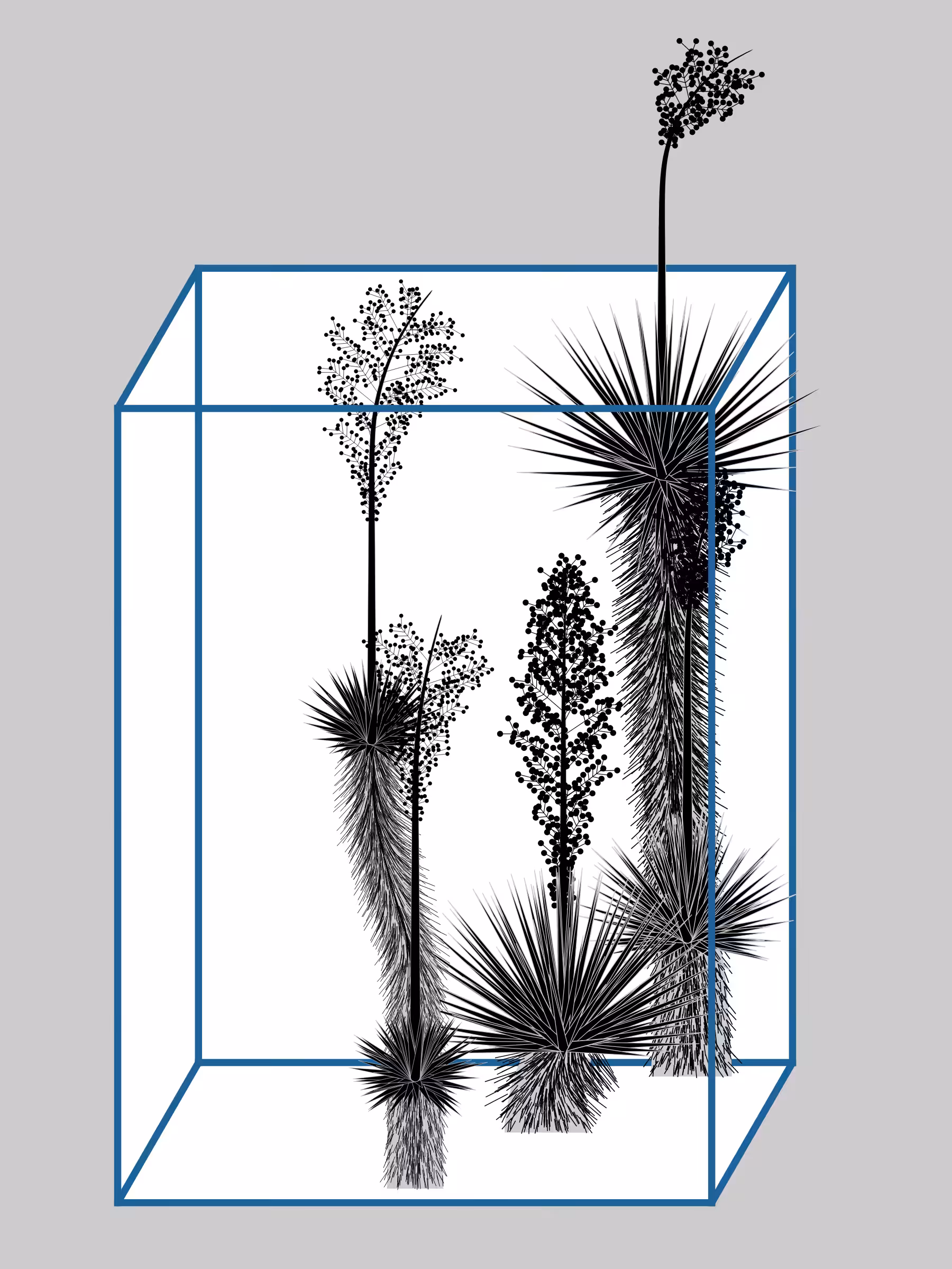 Marfa Yucca #357