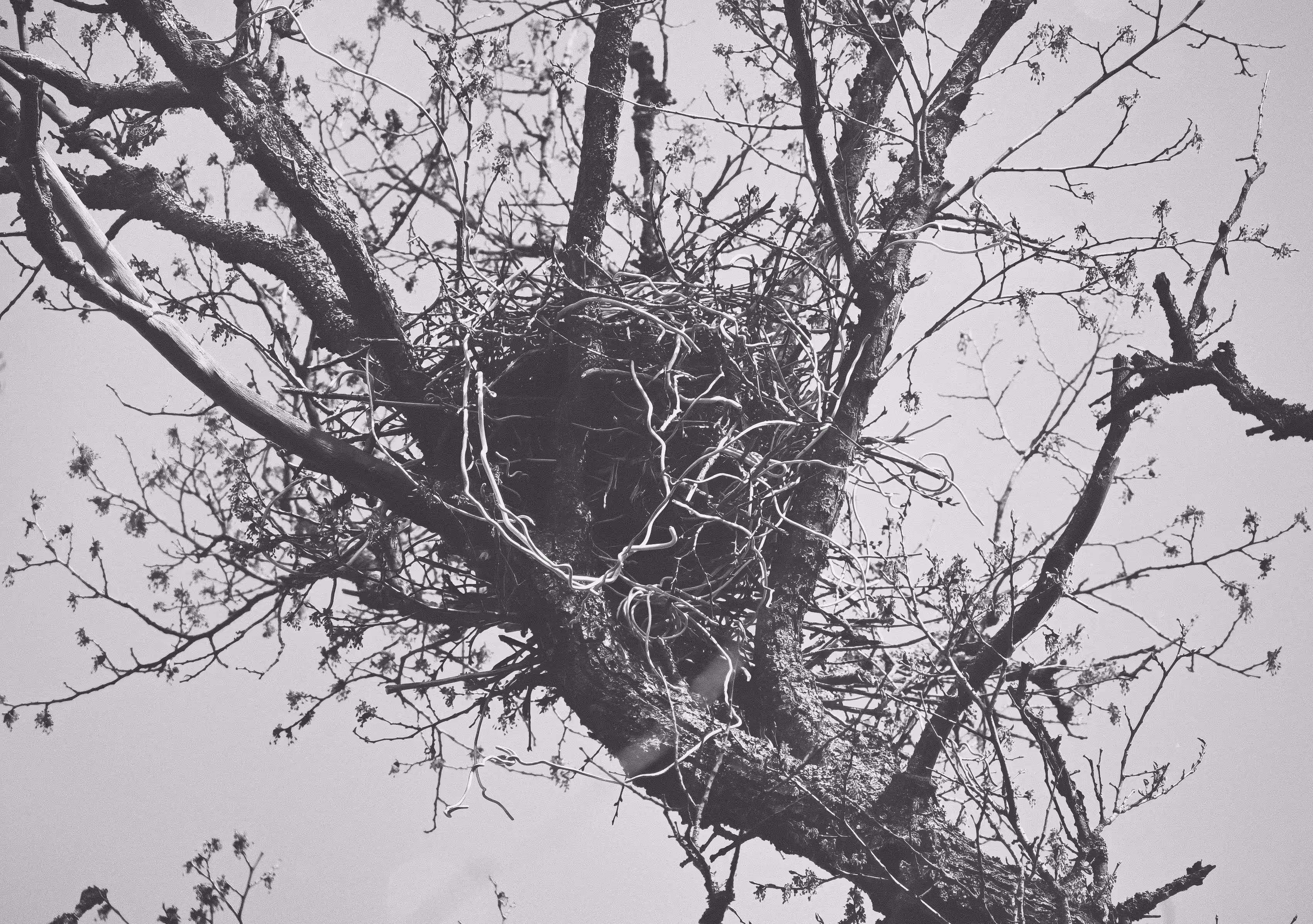 Cradle