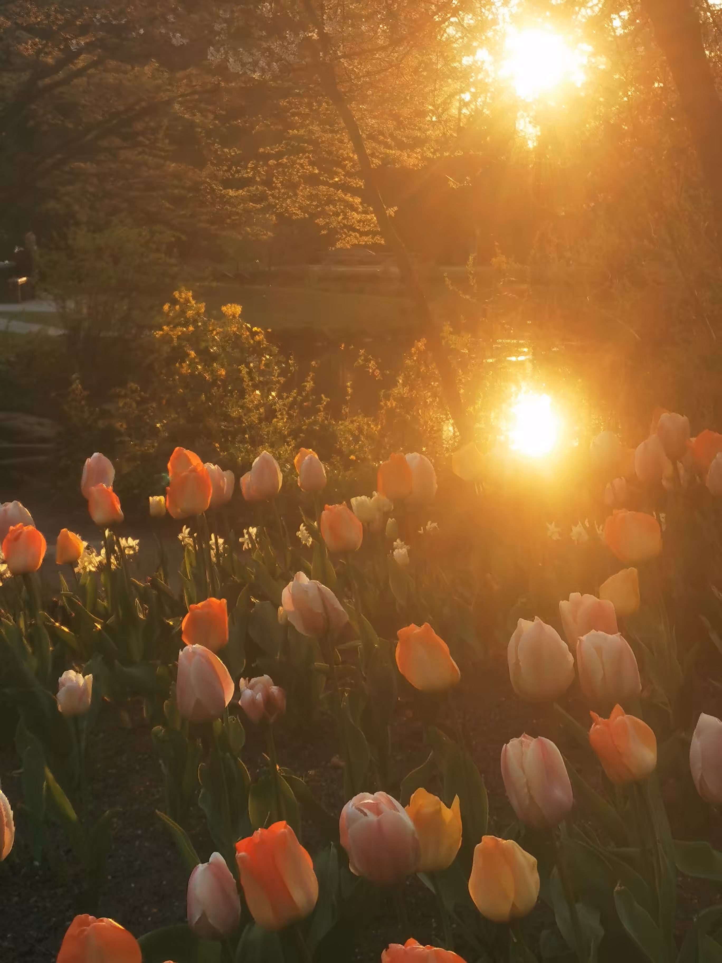 Floral Foto 07