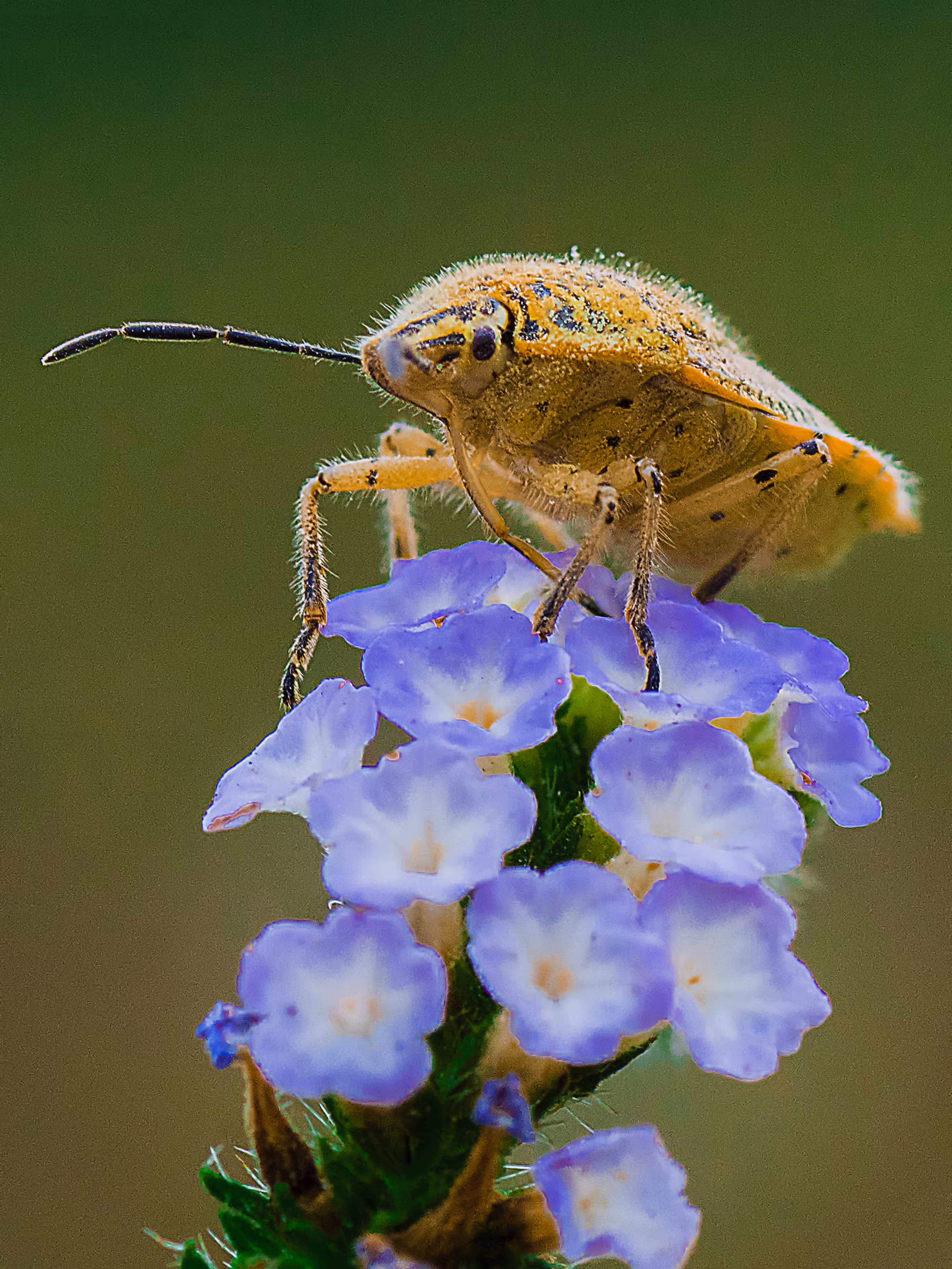 Stink Bug