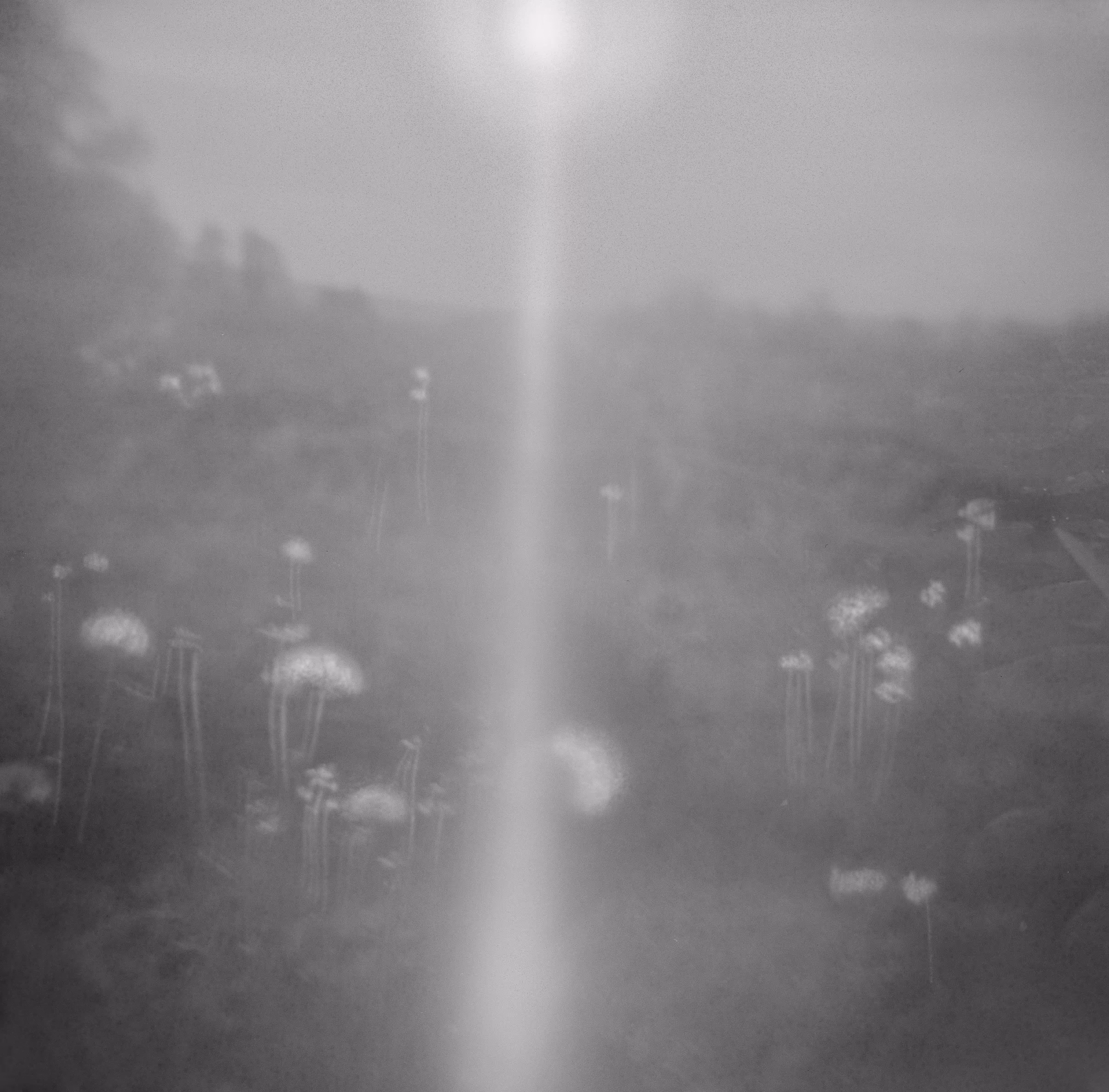 holga no. 13 (the diffuse light of a dandelion dream)