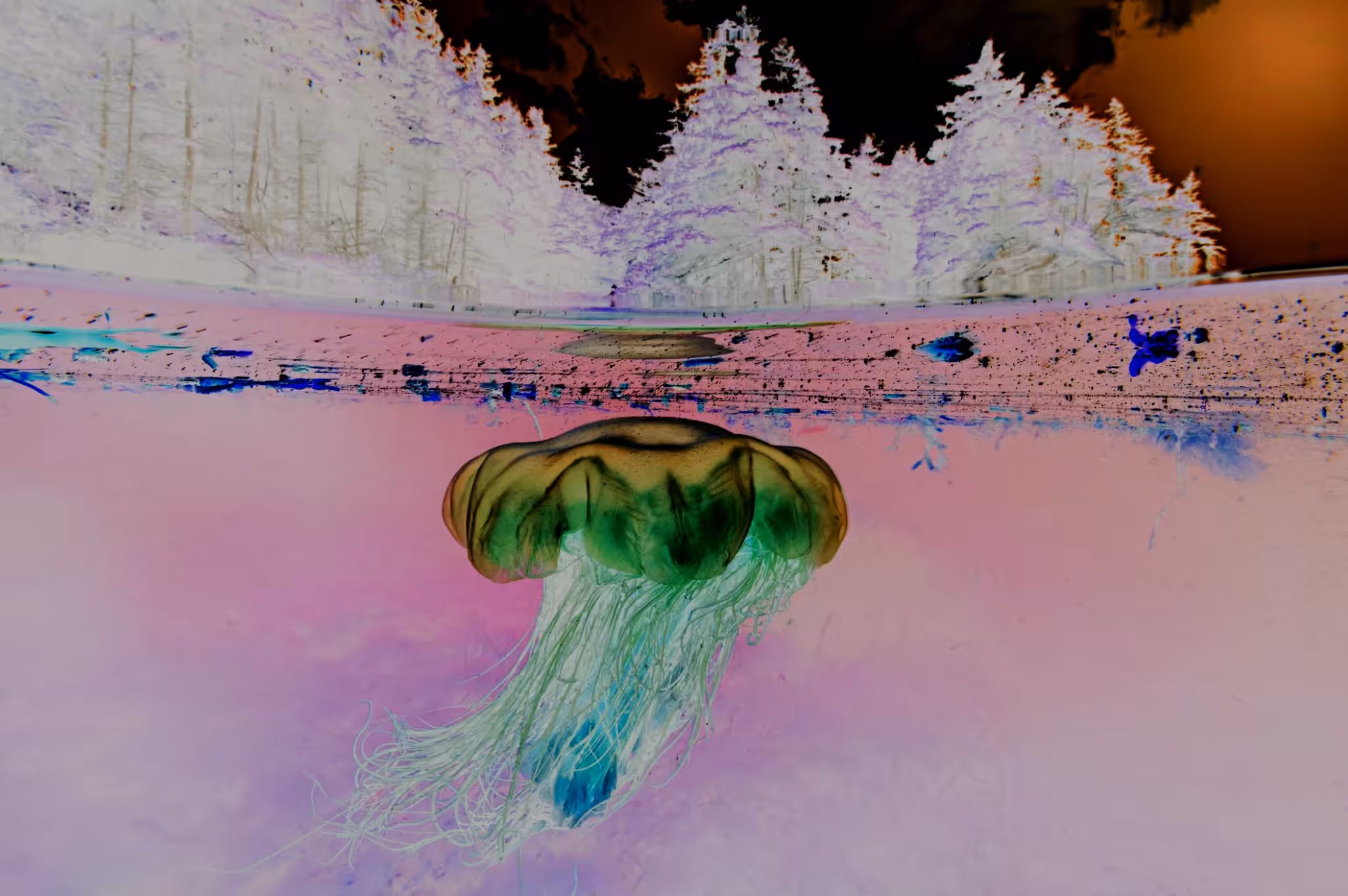 Inverted Jellyfish