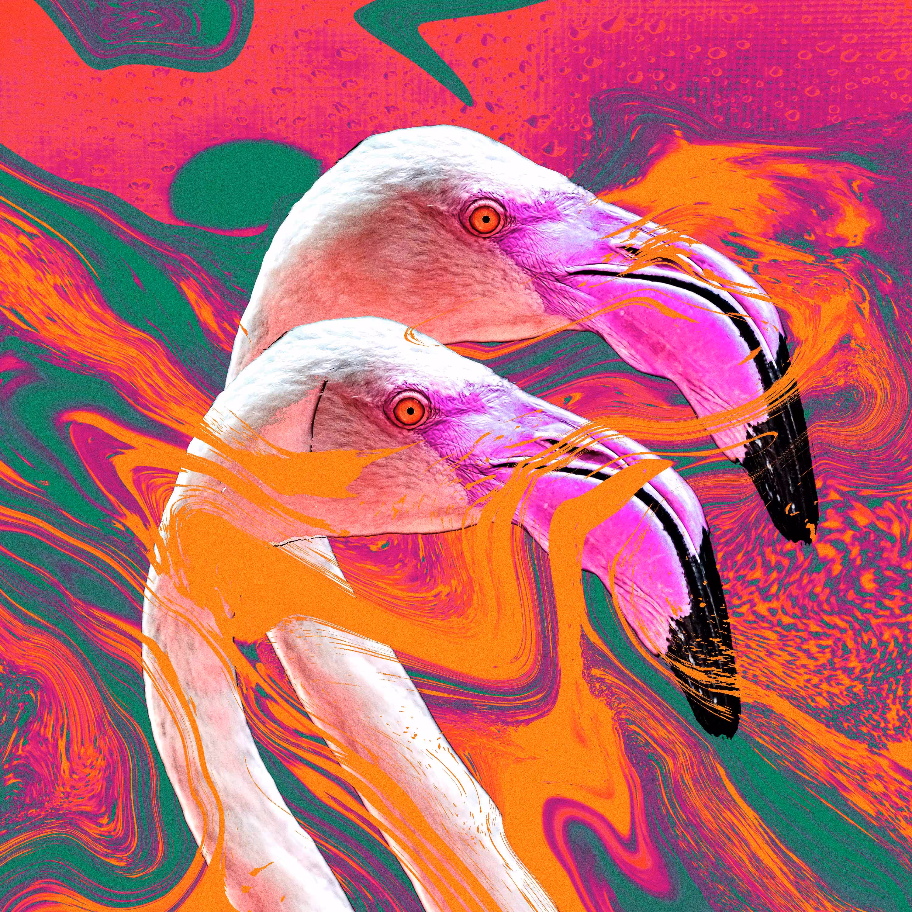 phoenicopteriformes