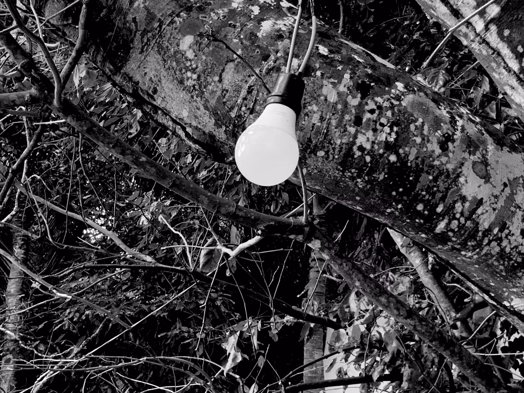 " Tree Light "