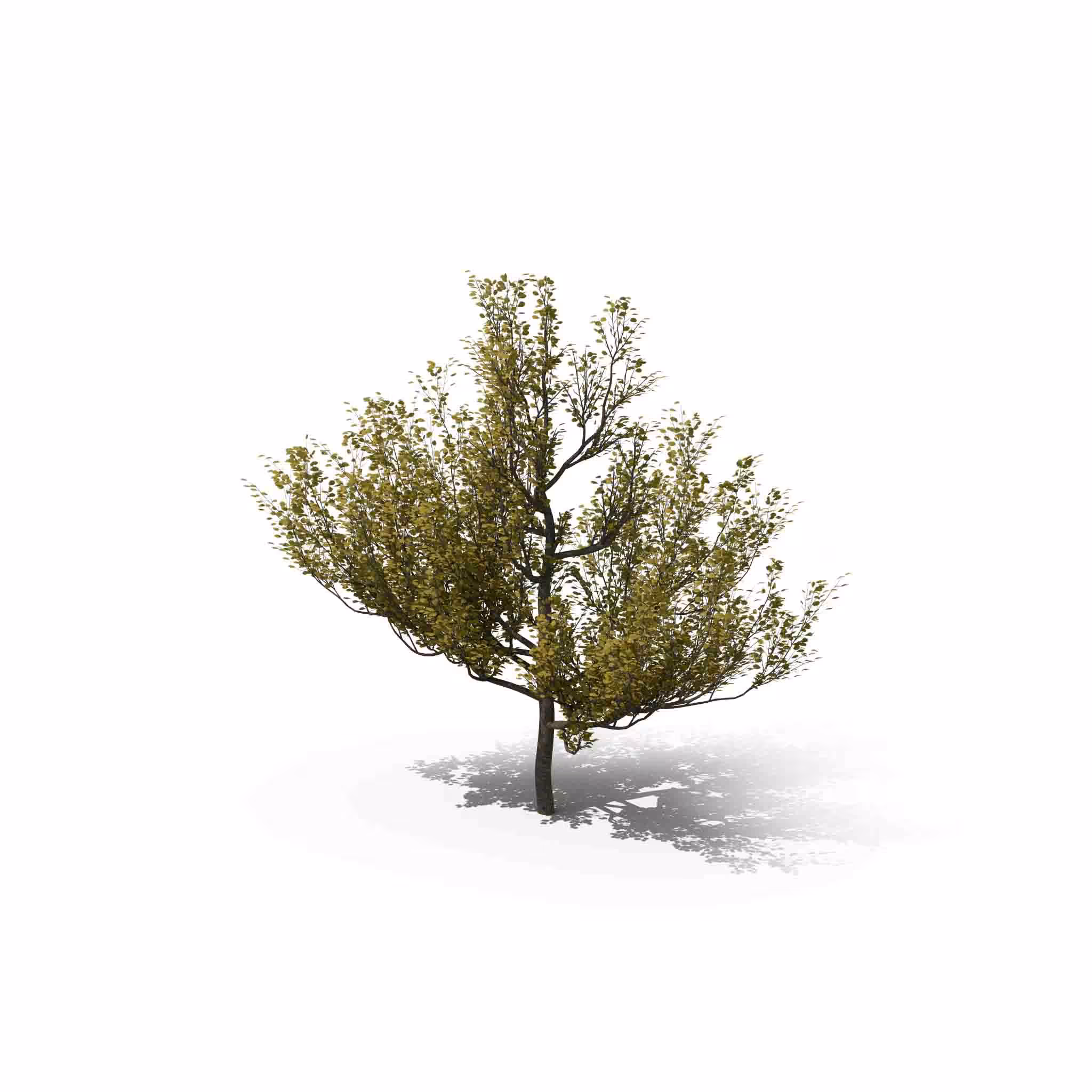 Your Tree I Dogwood