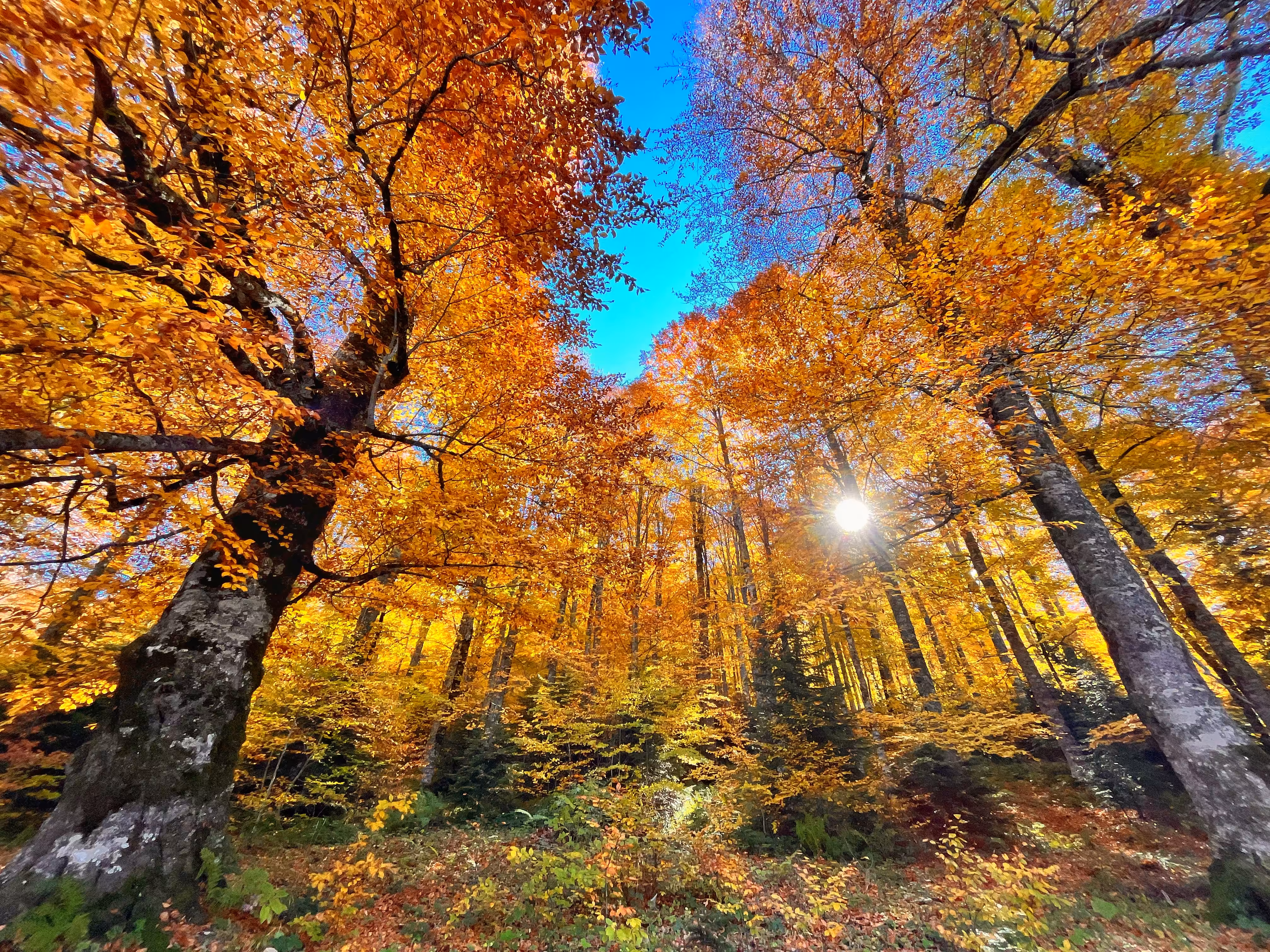 Autumn sun