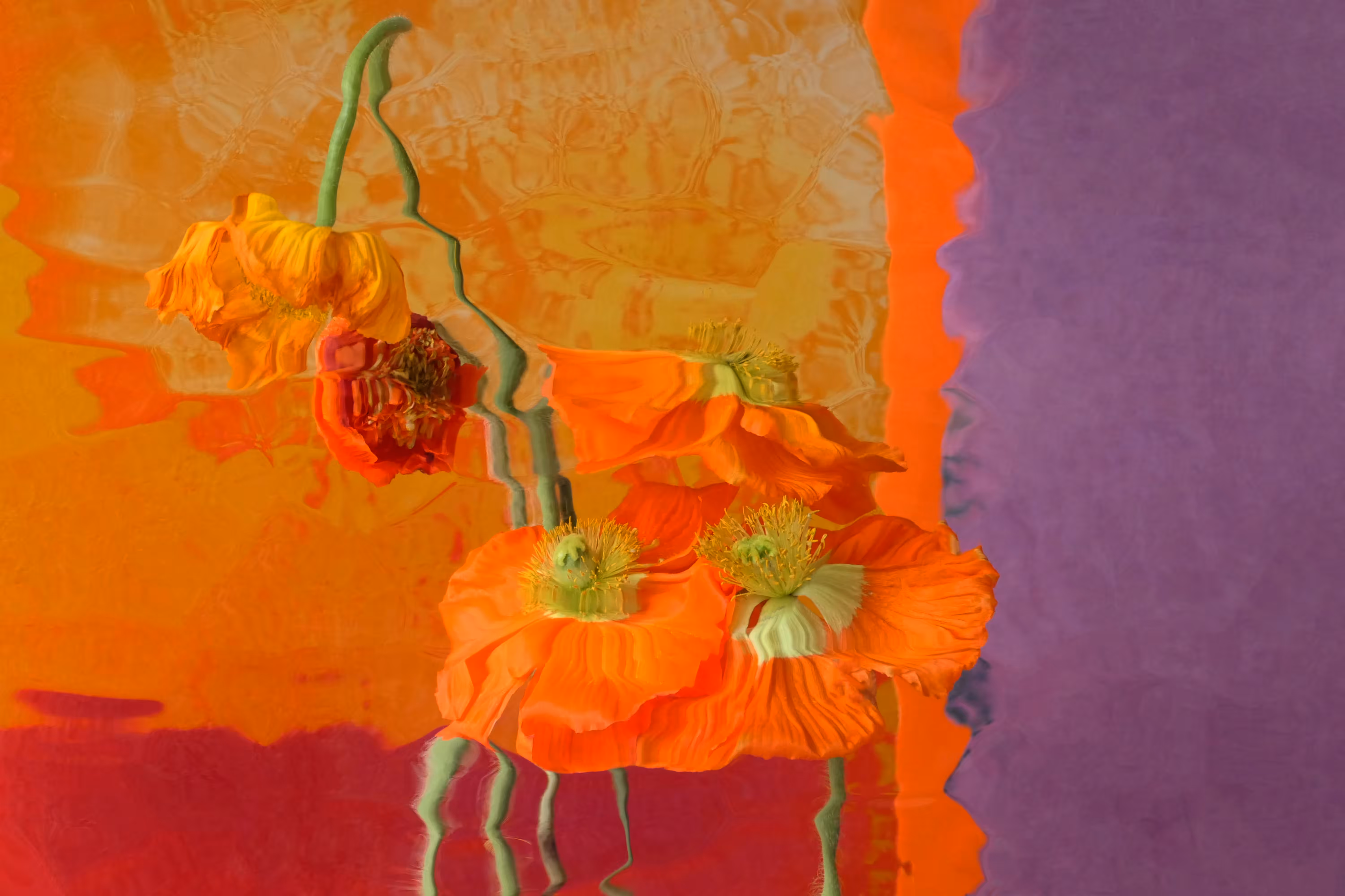 Orange Poppies