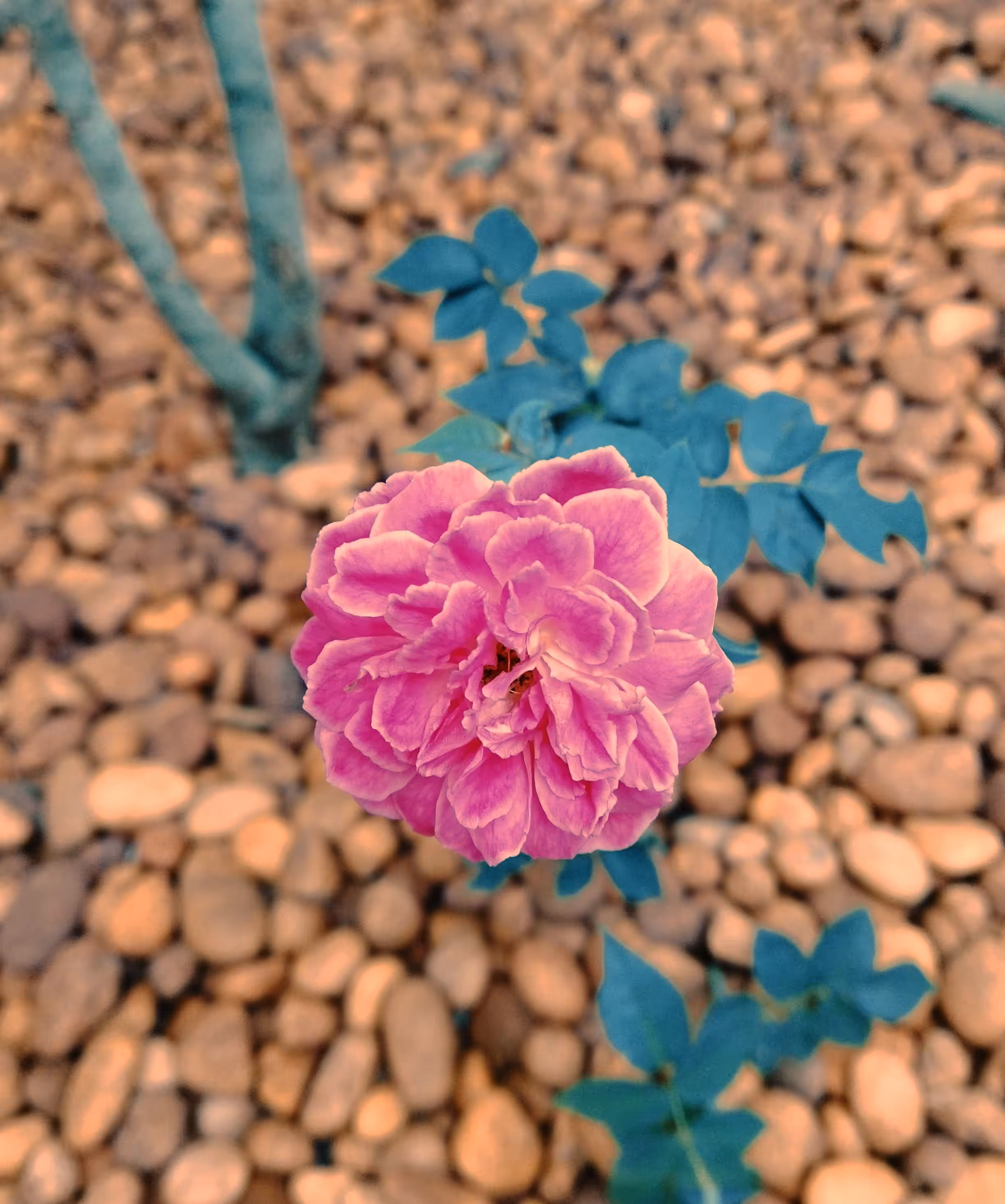 Petals And Pebbles 