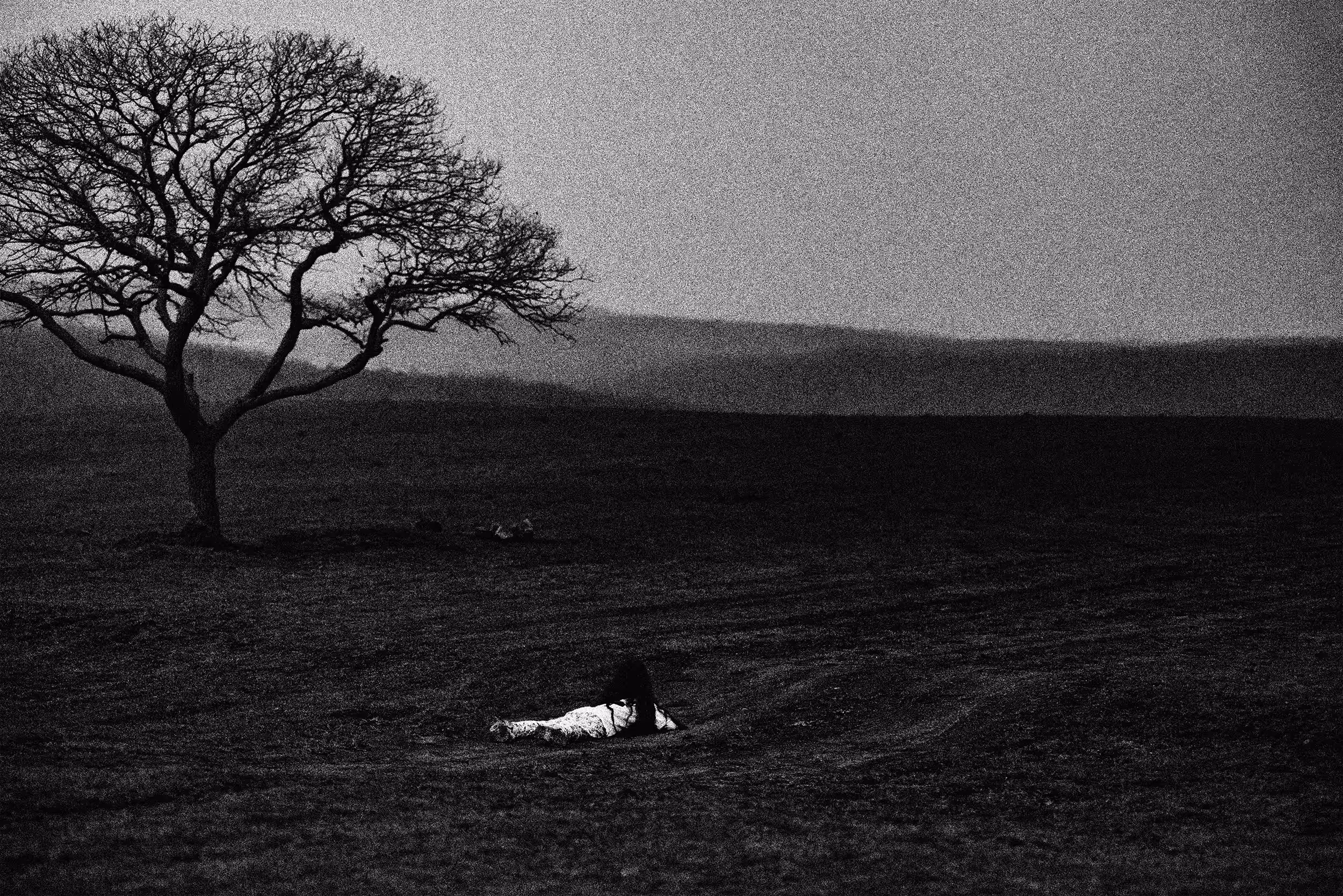Little Girl and Tree