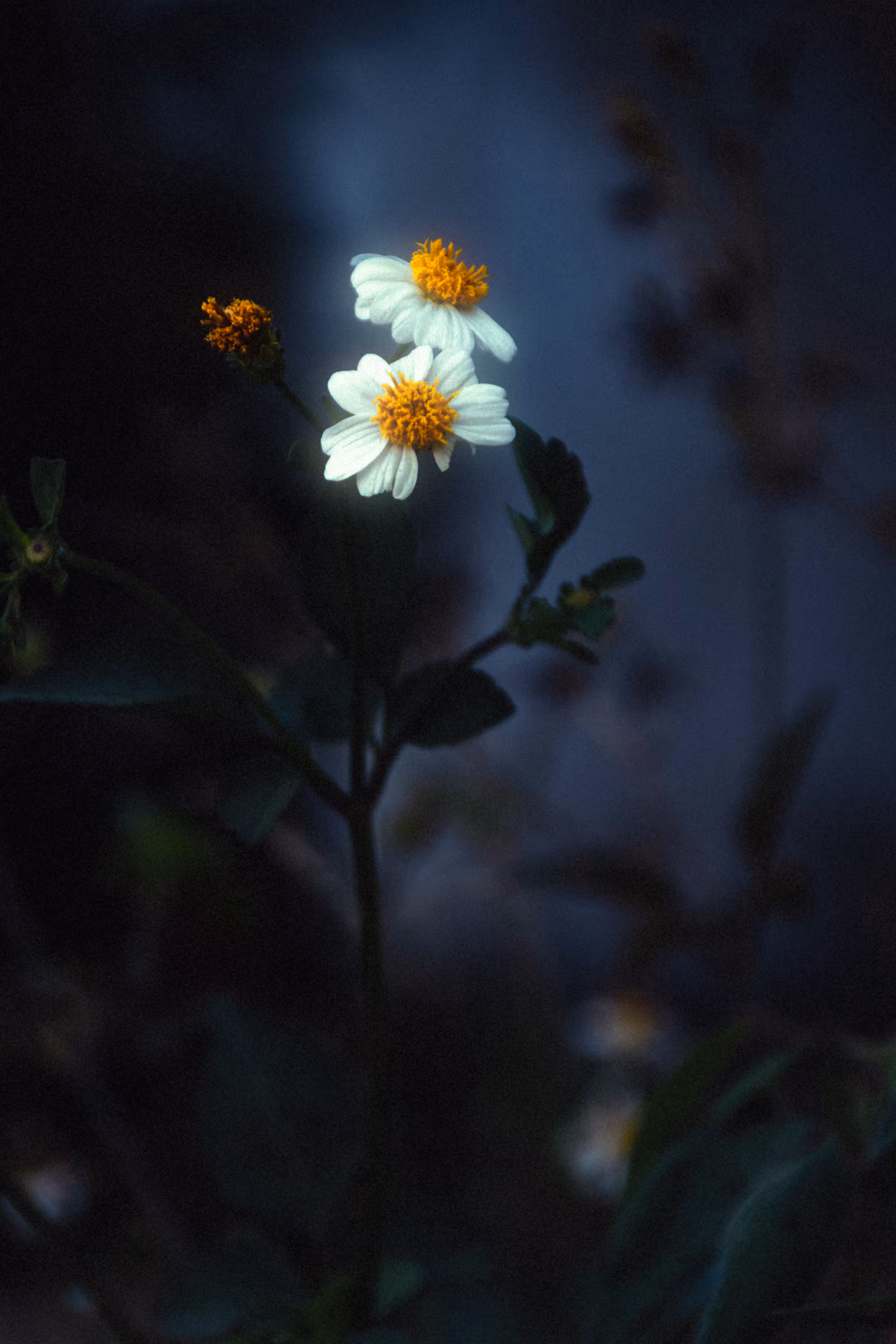 Chamomile