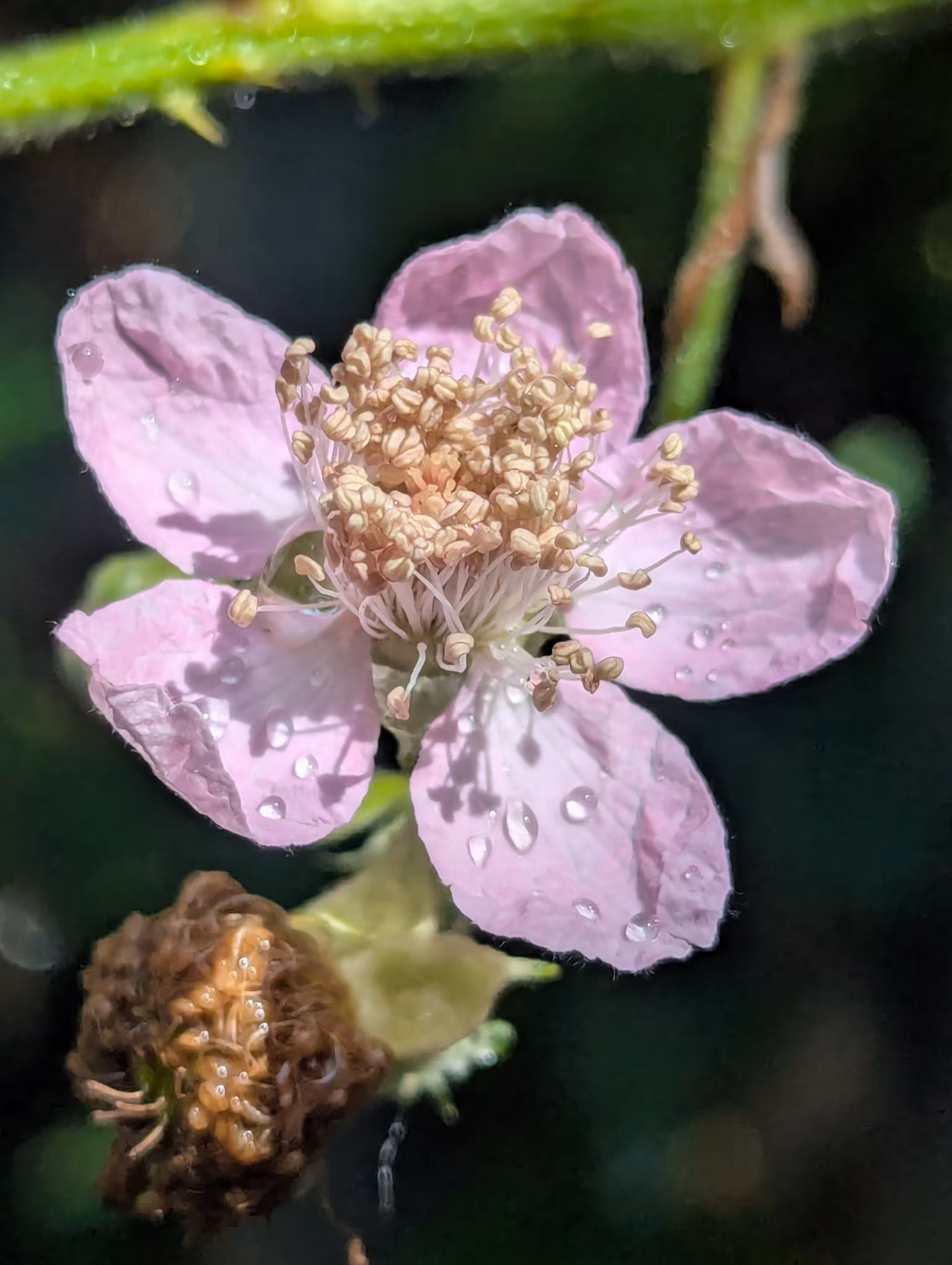 Bramble on