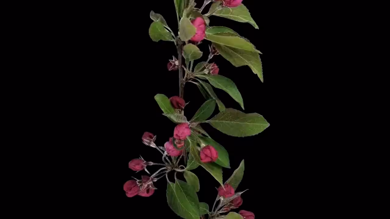 DATA.FLOWER()#12