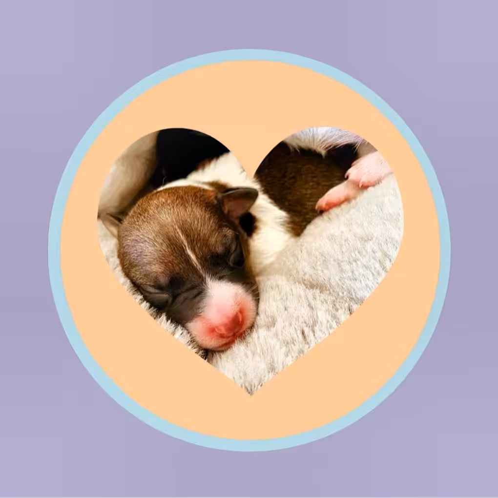 Photo first seconds of puppy live