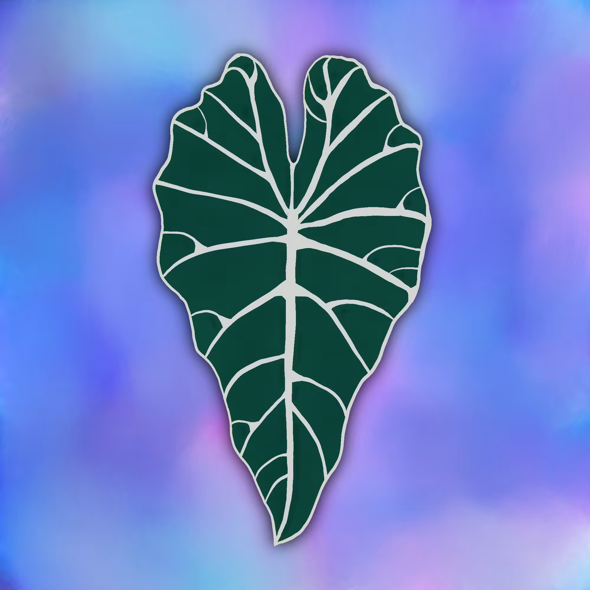 #7 / Alocasia Polly